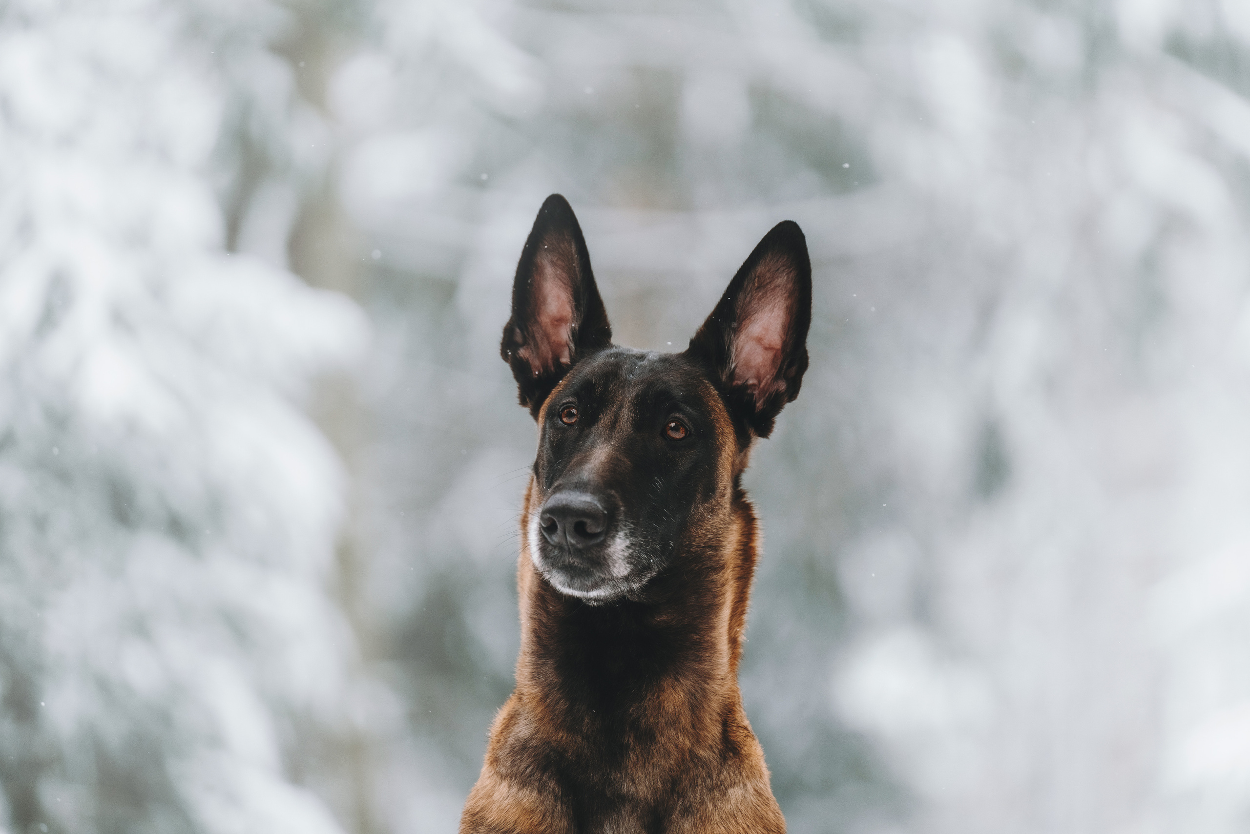 Оля, Делфи, Жара, Вита и Гранд. Фотограф анималист Осипчикова Мария
