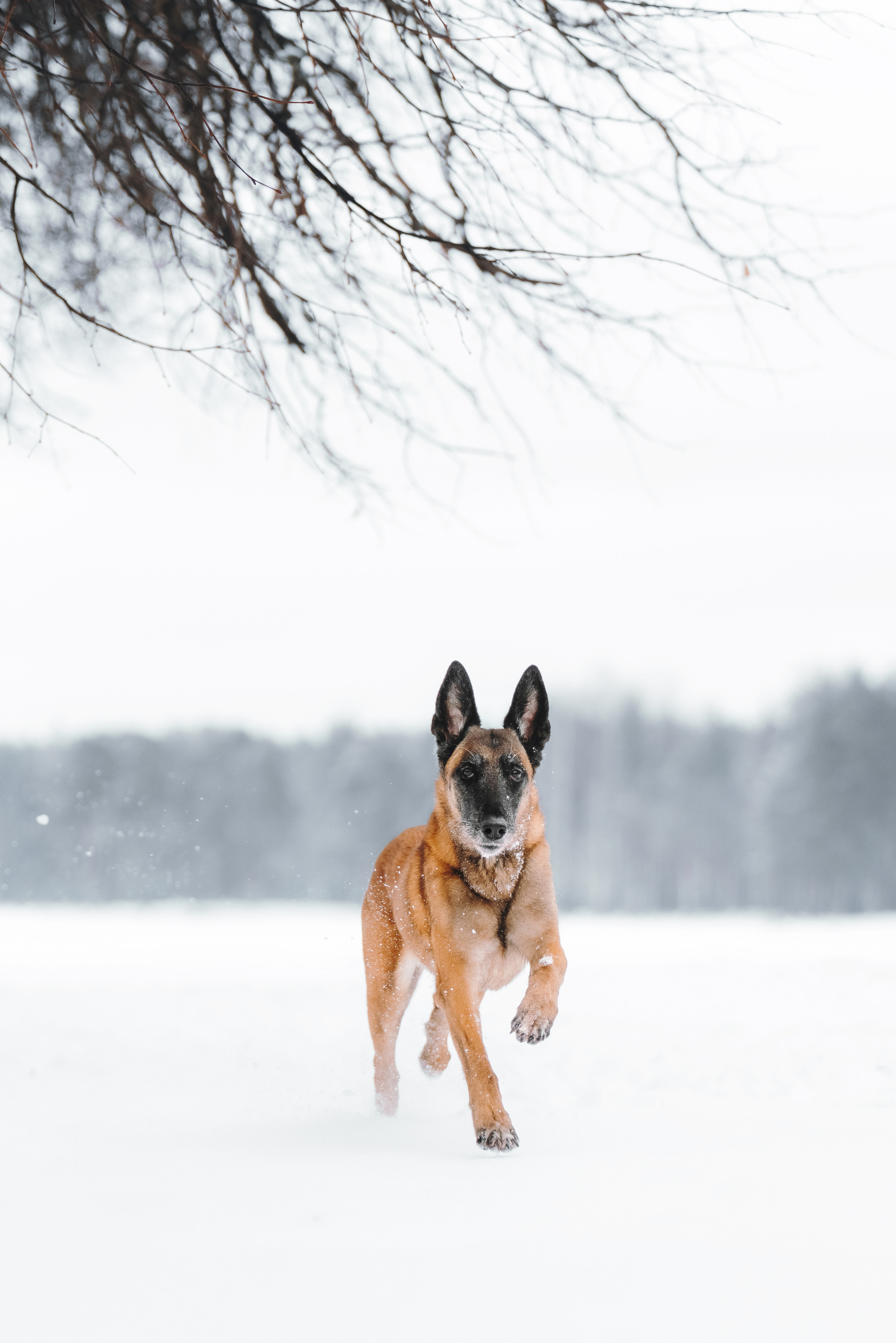 Оля, Делфи, Жара, Вита и Гранд. Фотограф анималист Осипчикова Мария