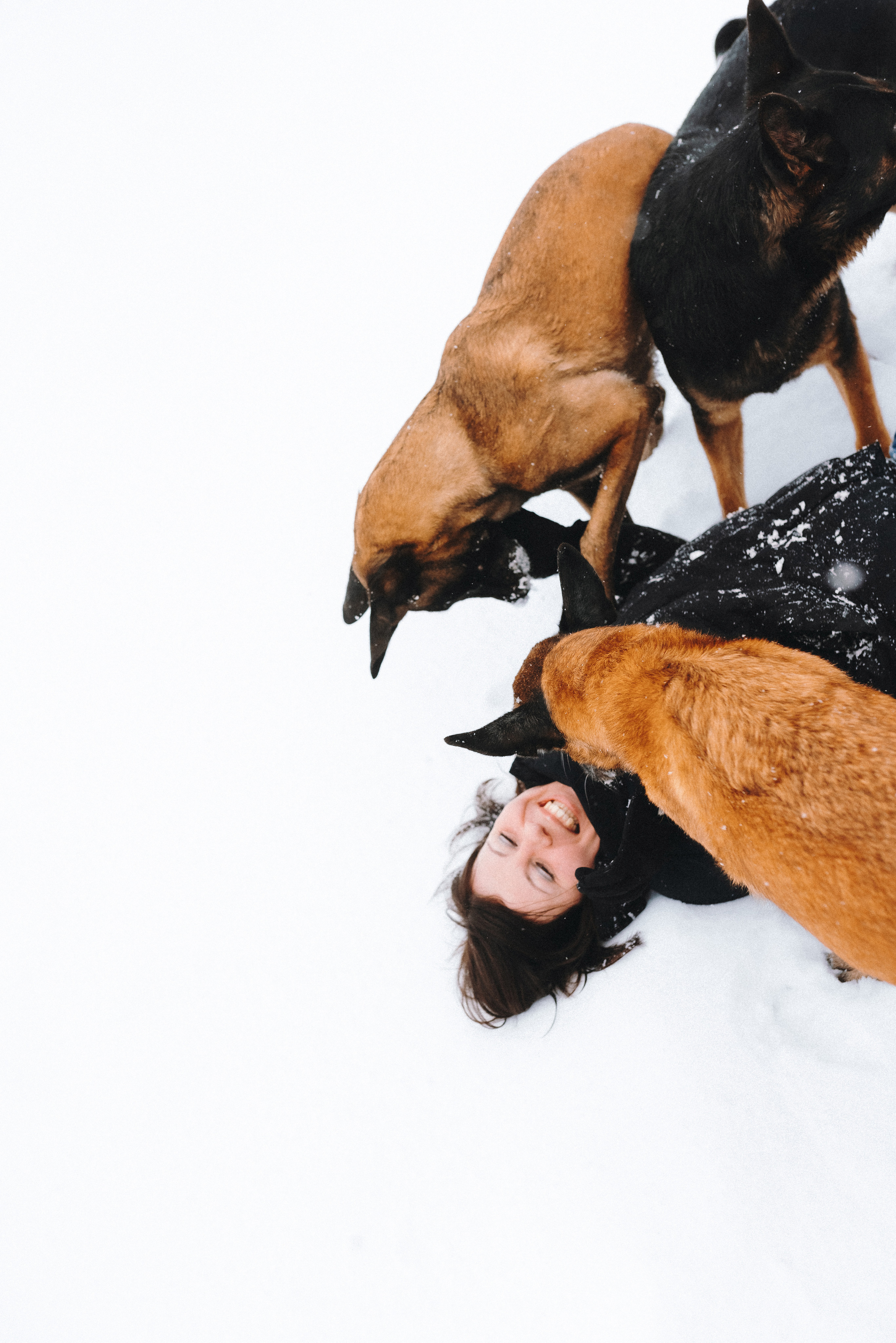 Оля, Делфи, Жара, Вита и Гранд. Фотограф анималист Осипчикова Мария