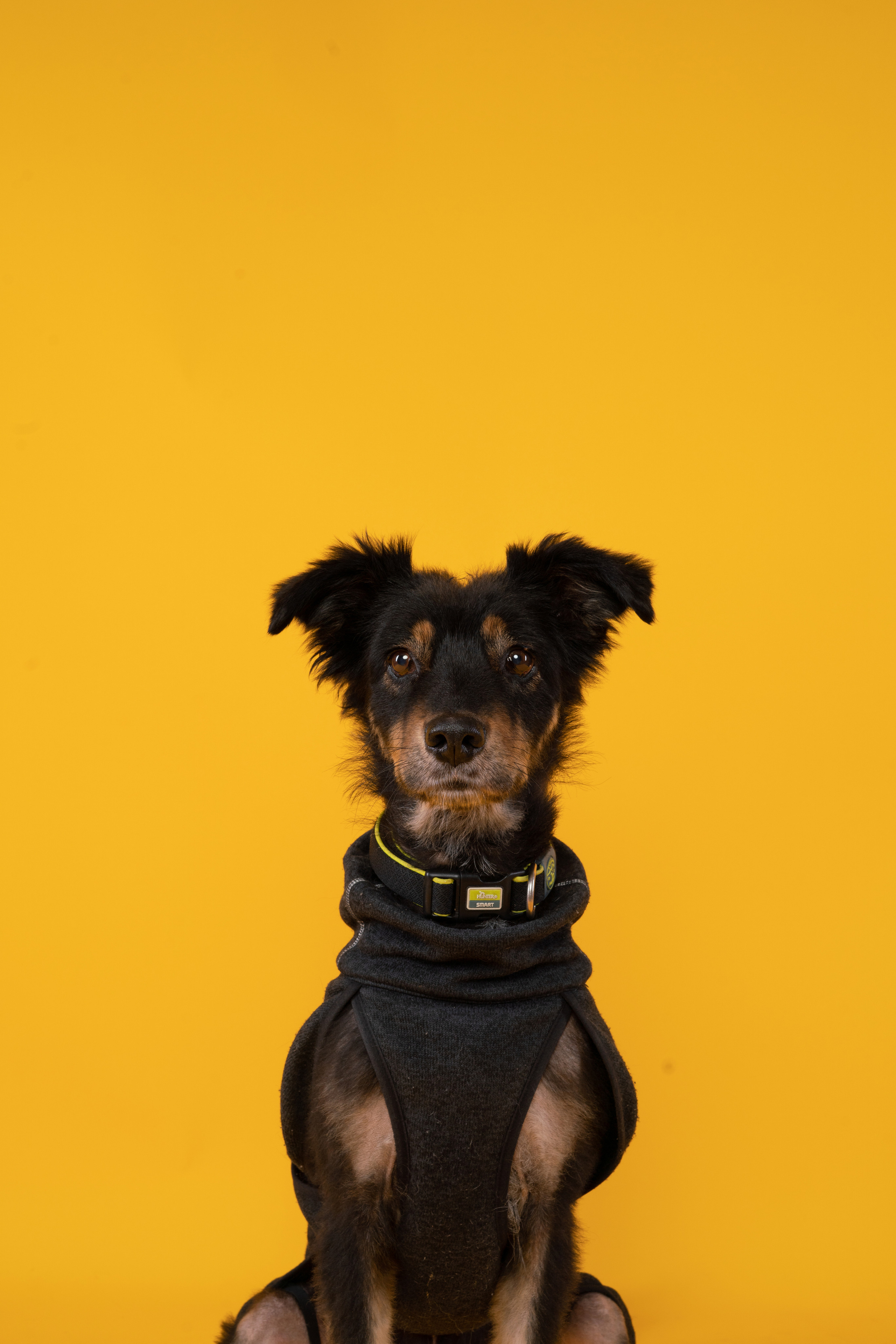 Лакомства. Фотограф анималист Осипчикова Мария