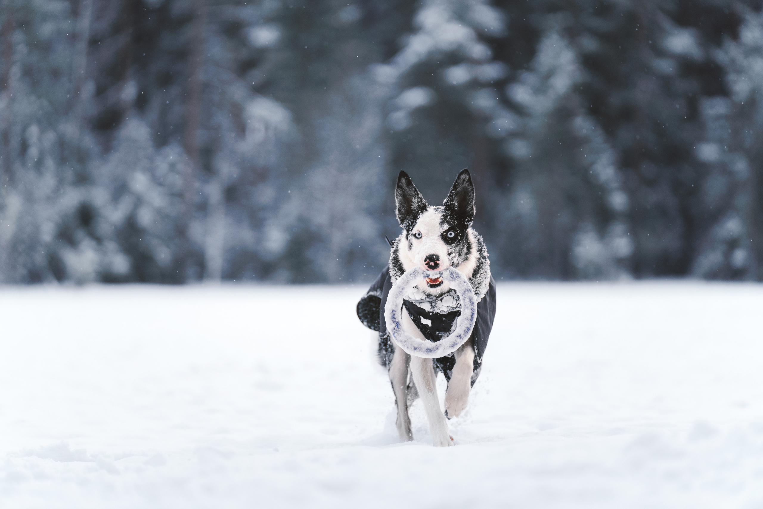 Лиля и Снейп. Фотограф анималист Осипчикова Мария