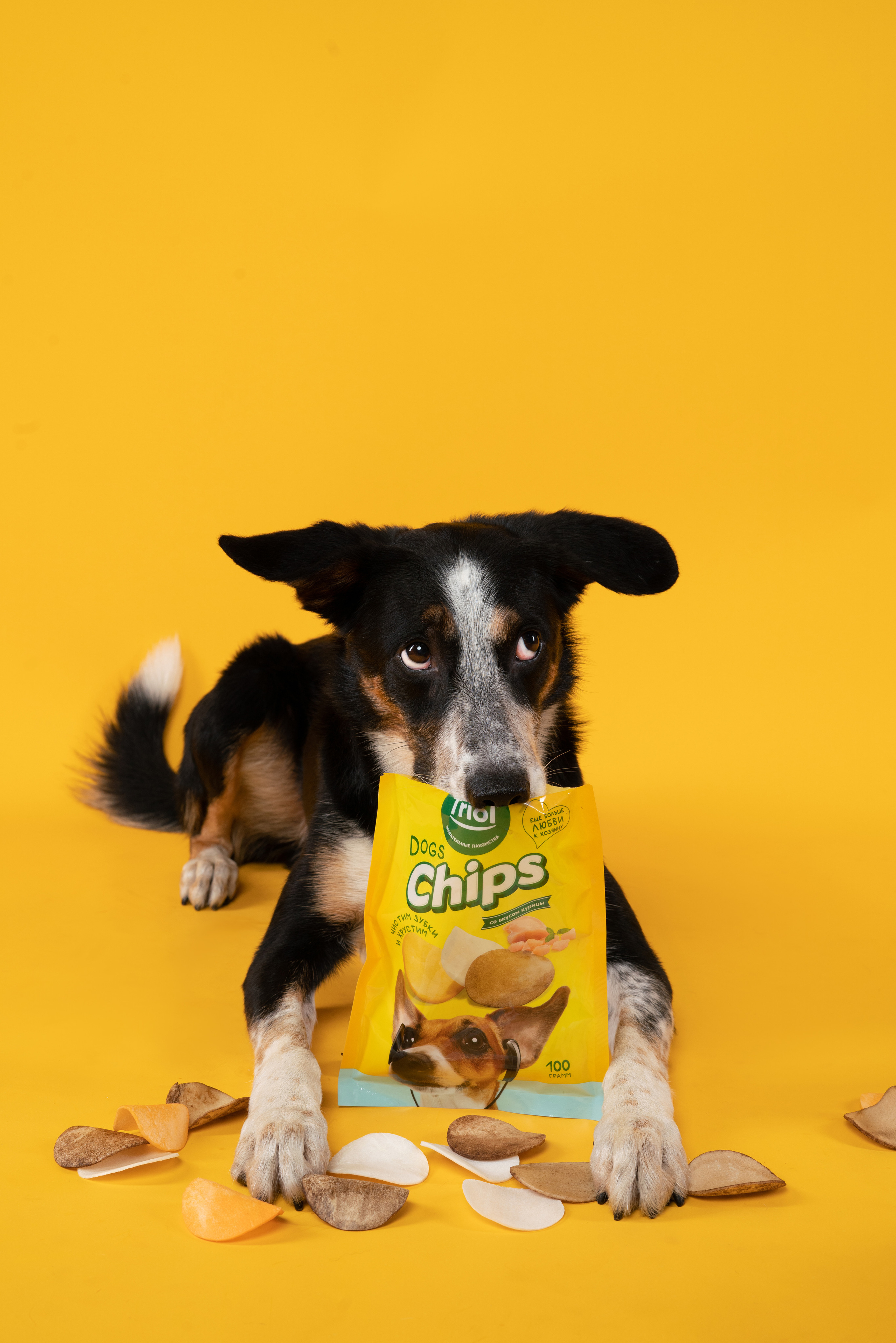 Лакомства. Фотограф анималист Осипчикова Мария