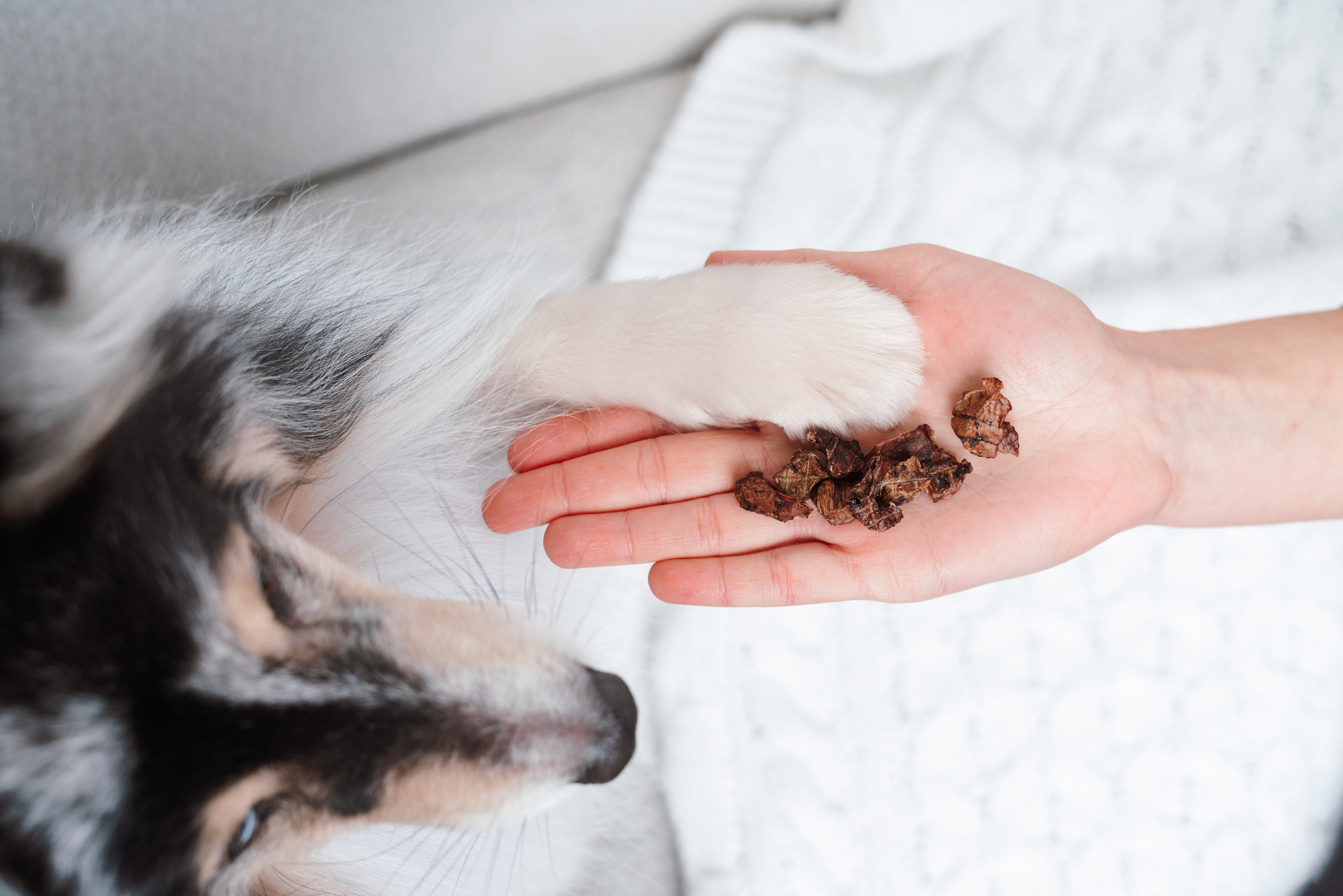 Сушенные лакомства. Фотограф анималист Осипчикова Мария