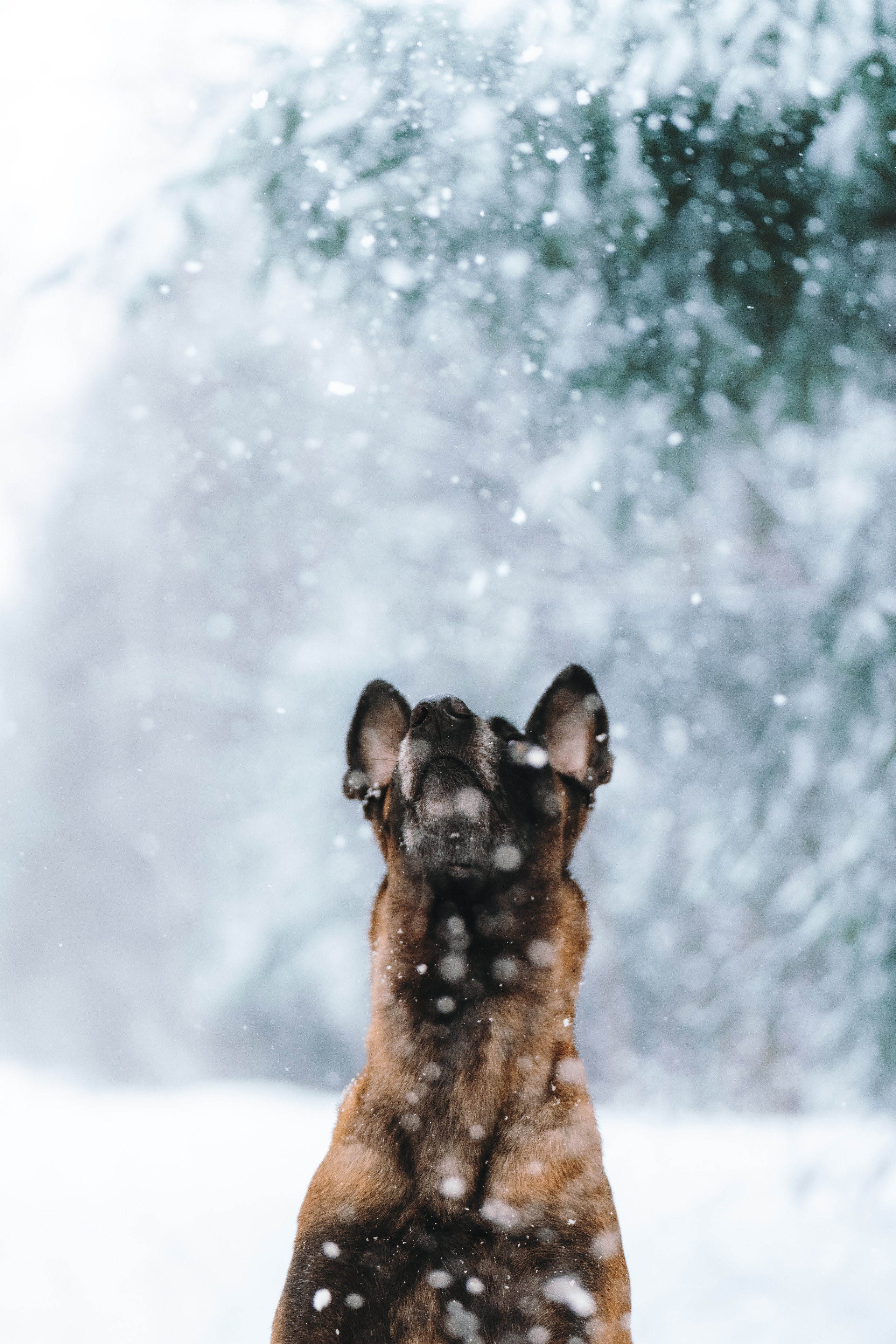 Оля, Делфи, Жара, Вита и Гранд. Фотограф анималист Осипчикова Мария