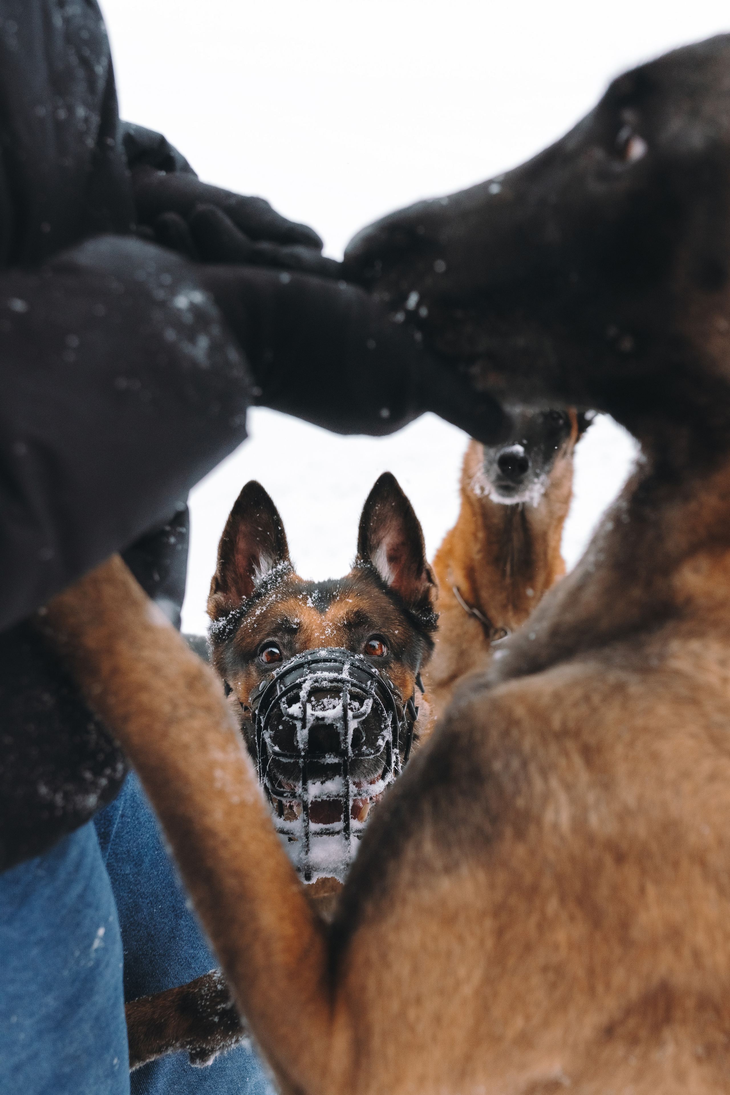 Оля, Делфи, Жара, Вита и Гранд. Фотограф анималист Осипчикова Мария