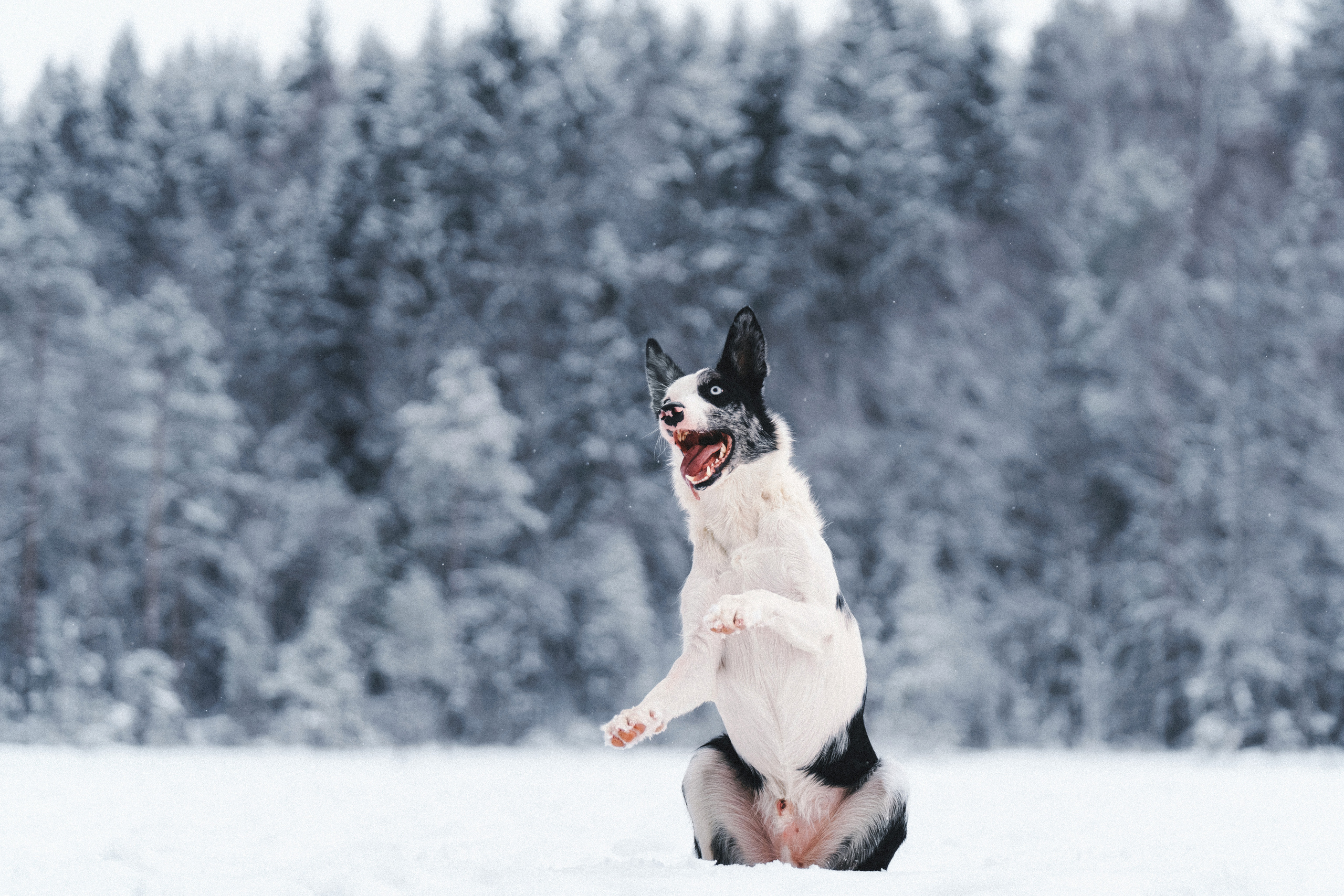 Лиля и Снейп. Фотограф анималист Осипчикова Мария