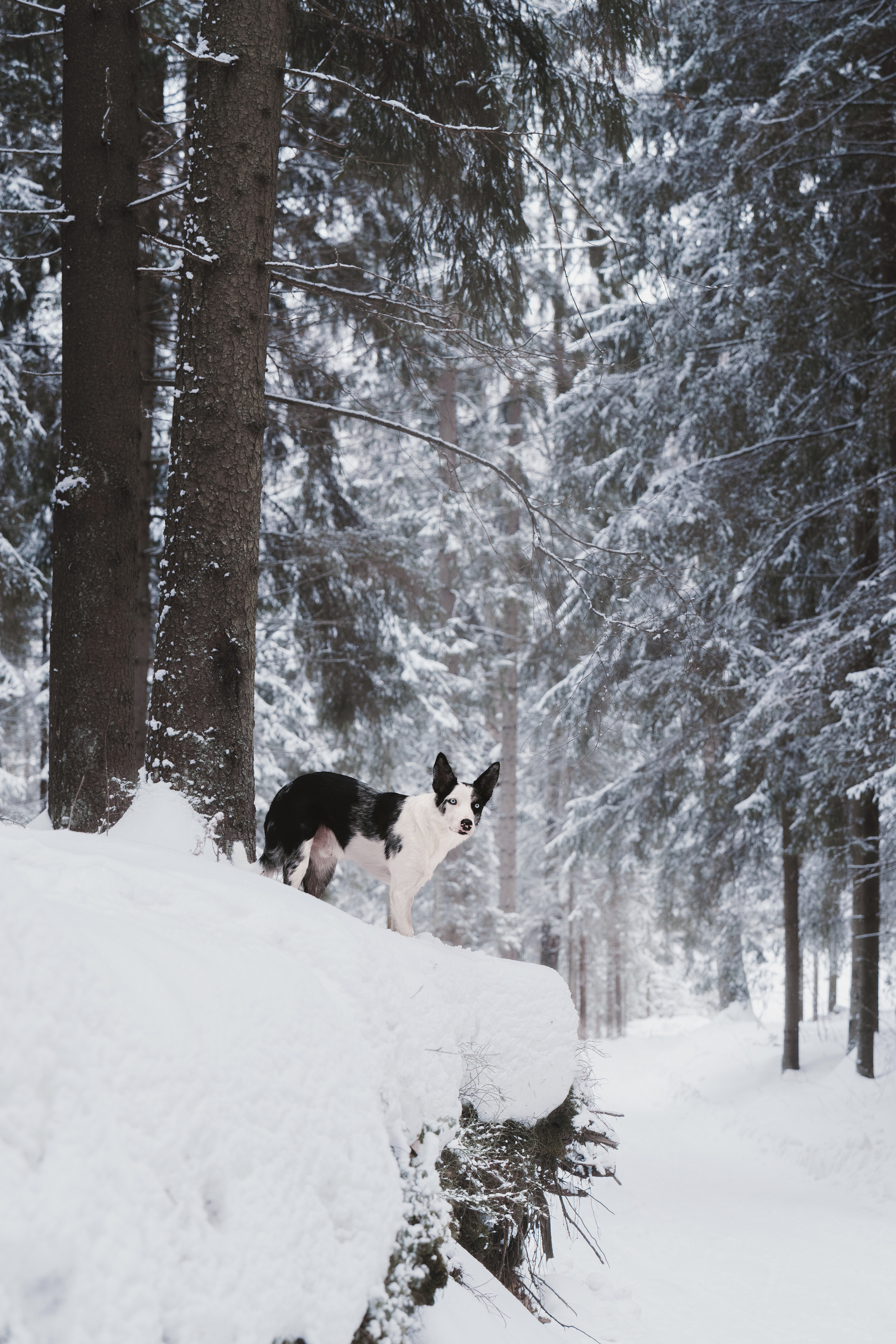 Лиля и Снейп. Фотограф анималист Осипчикова Мария