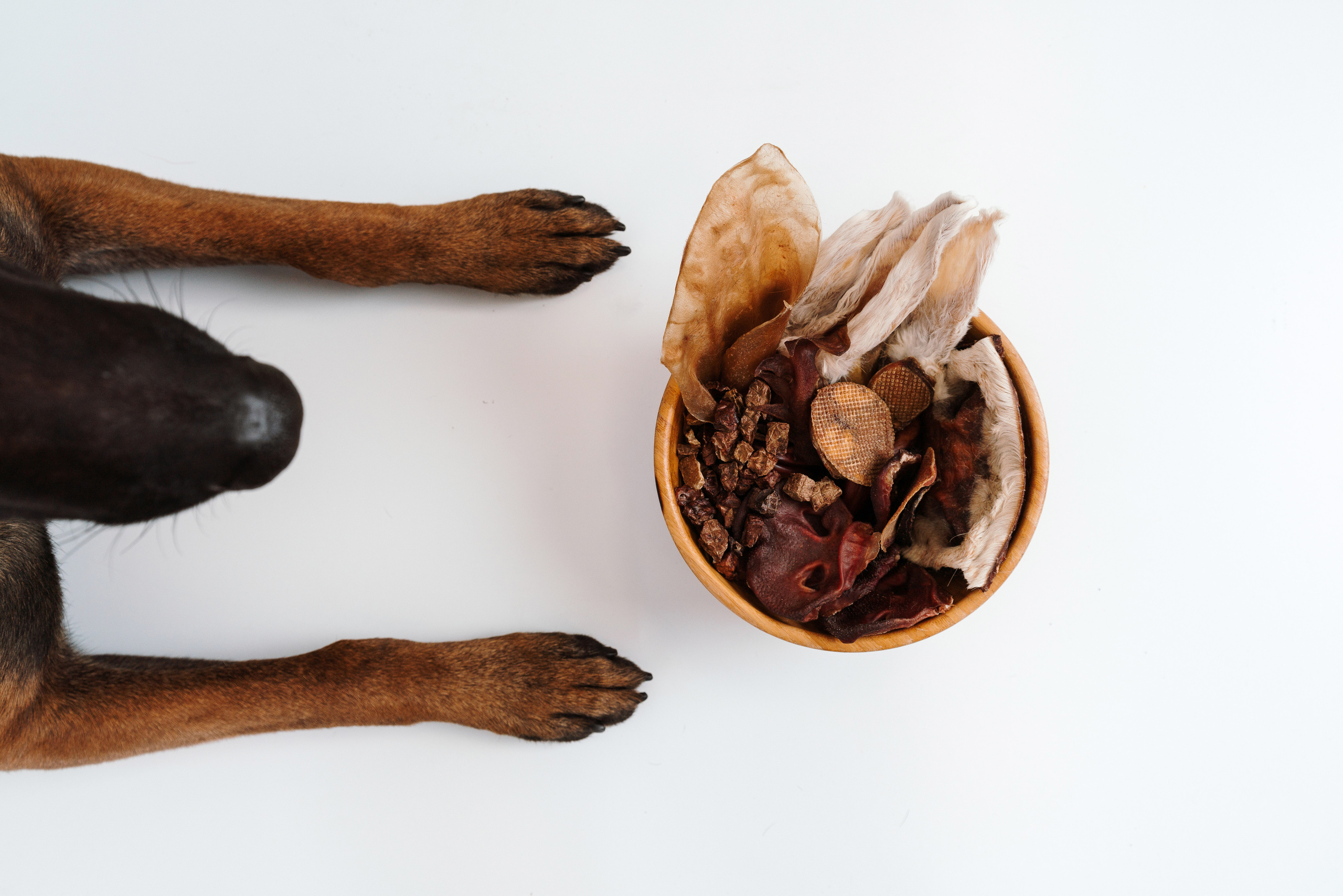 Сушенные лакомства. Фотограф анималист Осипчикова Мария