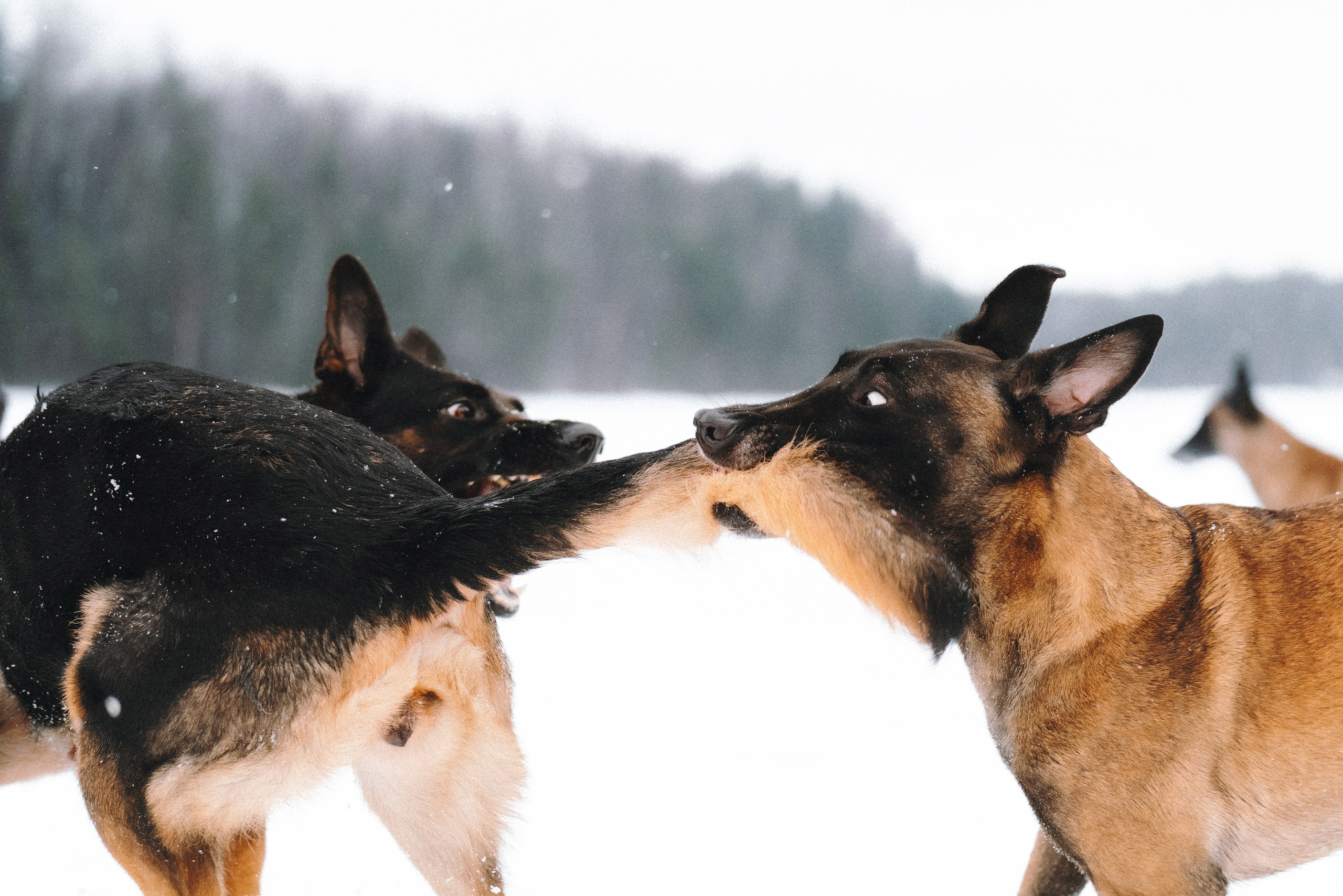 Оля, Делфи, Жара, Вита и Гранд. Фотограф анималист Осипчикова Мария