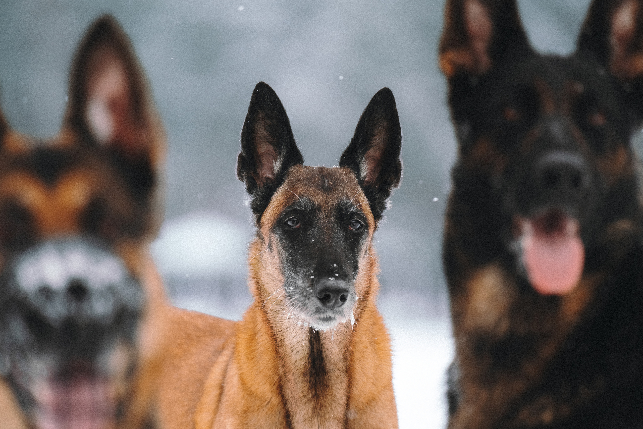 Оля, Делфи, Жара, Вита и Гранд. Фотограф анималист Осипчикова Мария