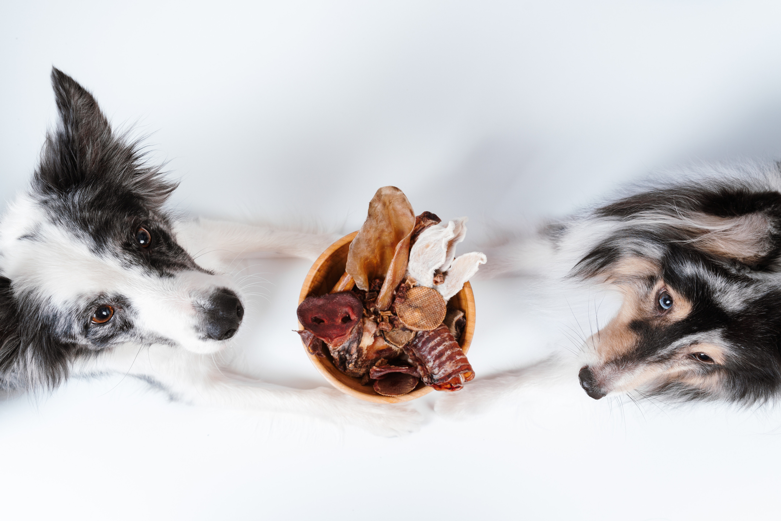 Сушенные лакомства. Фотограф анималист Осипчикова Мария