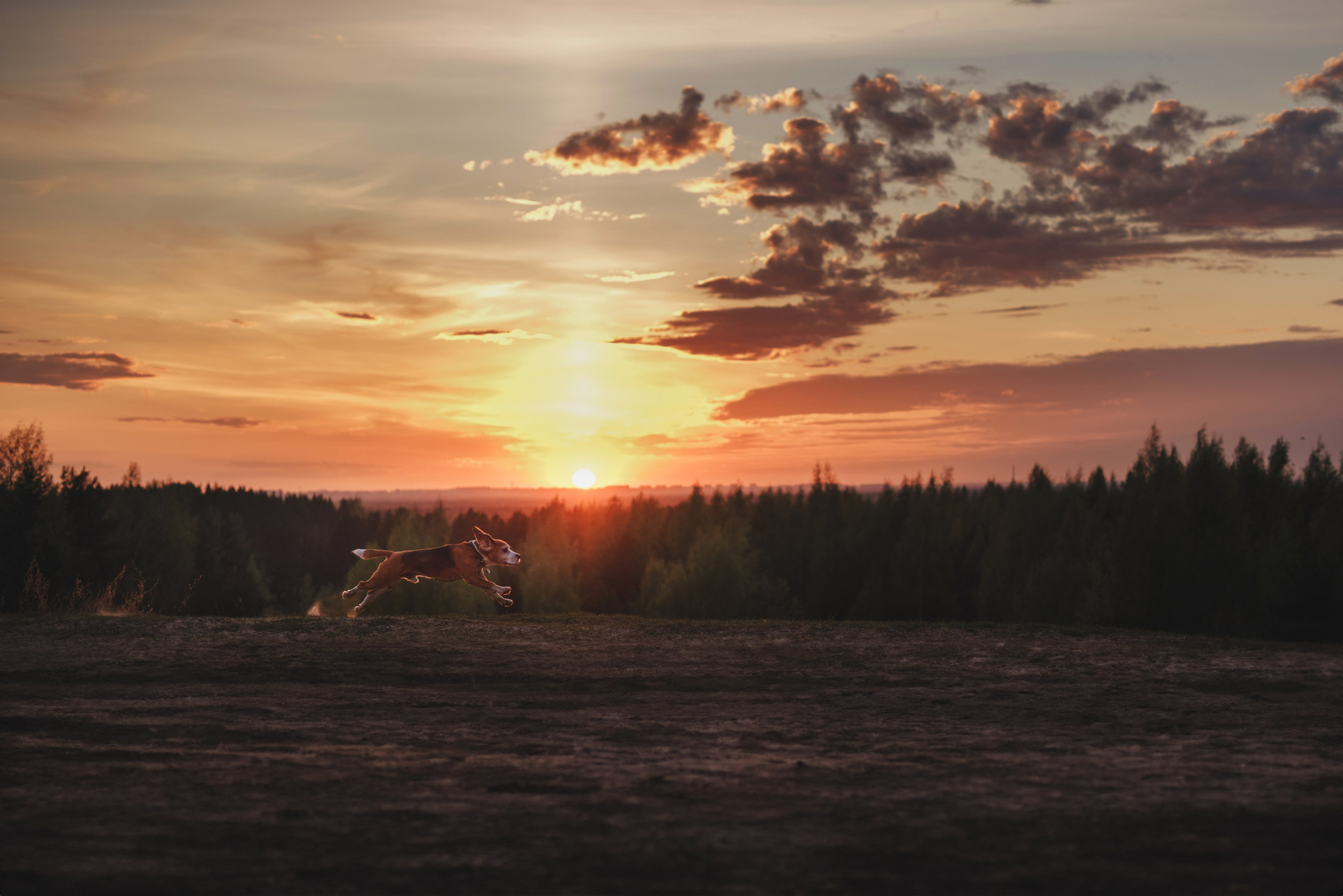 Юля и Зайфер. Фотограф анималист Осипчикова Мария