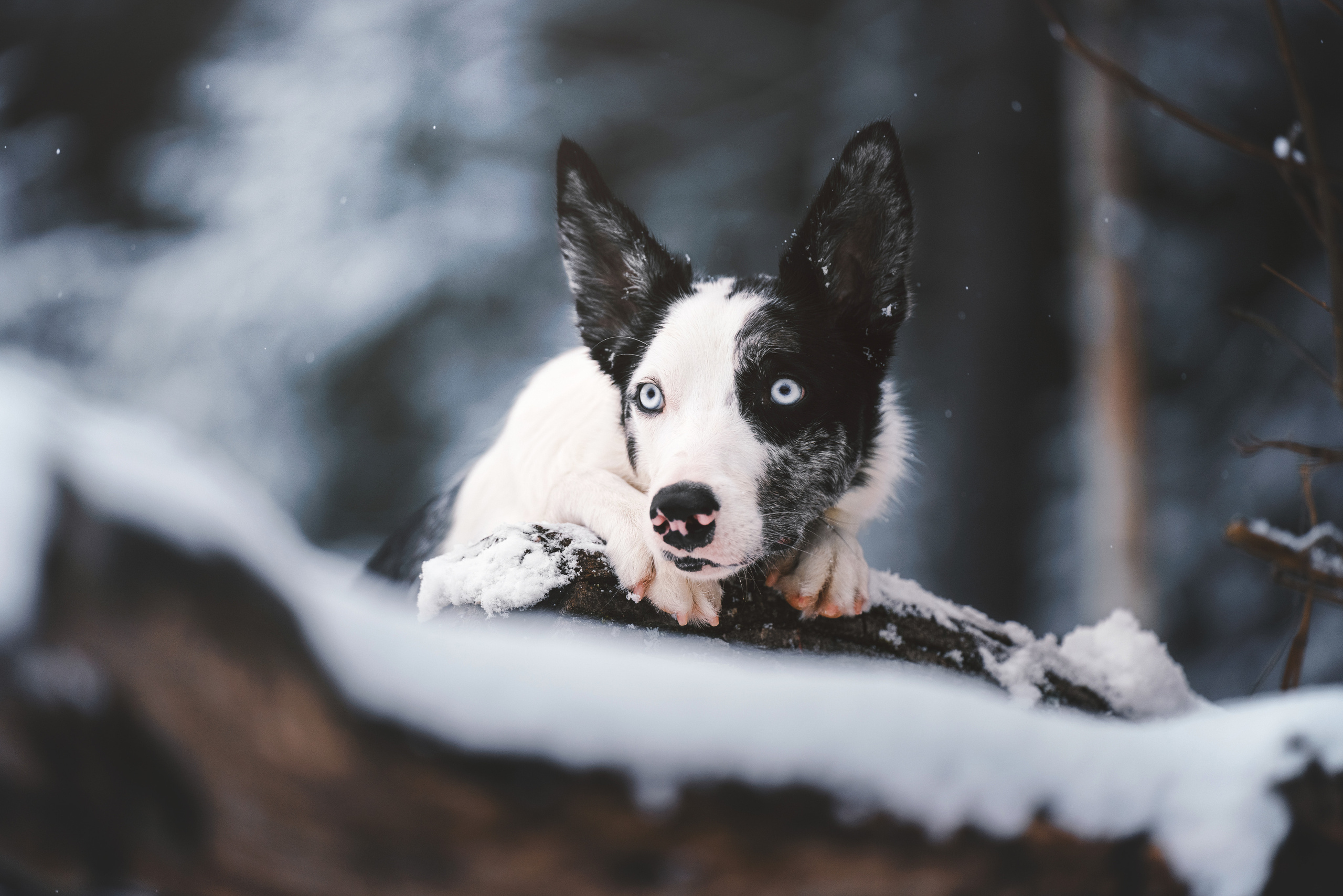 Лиля и Снейп. Фотограф анималист Осипчикова Мария