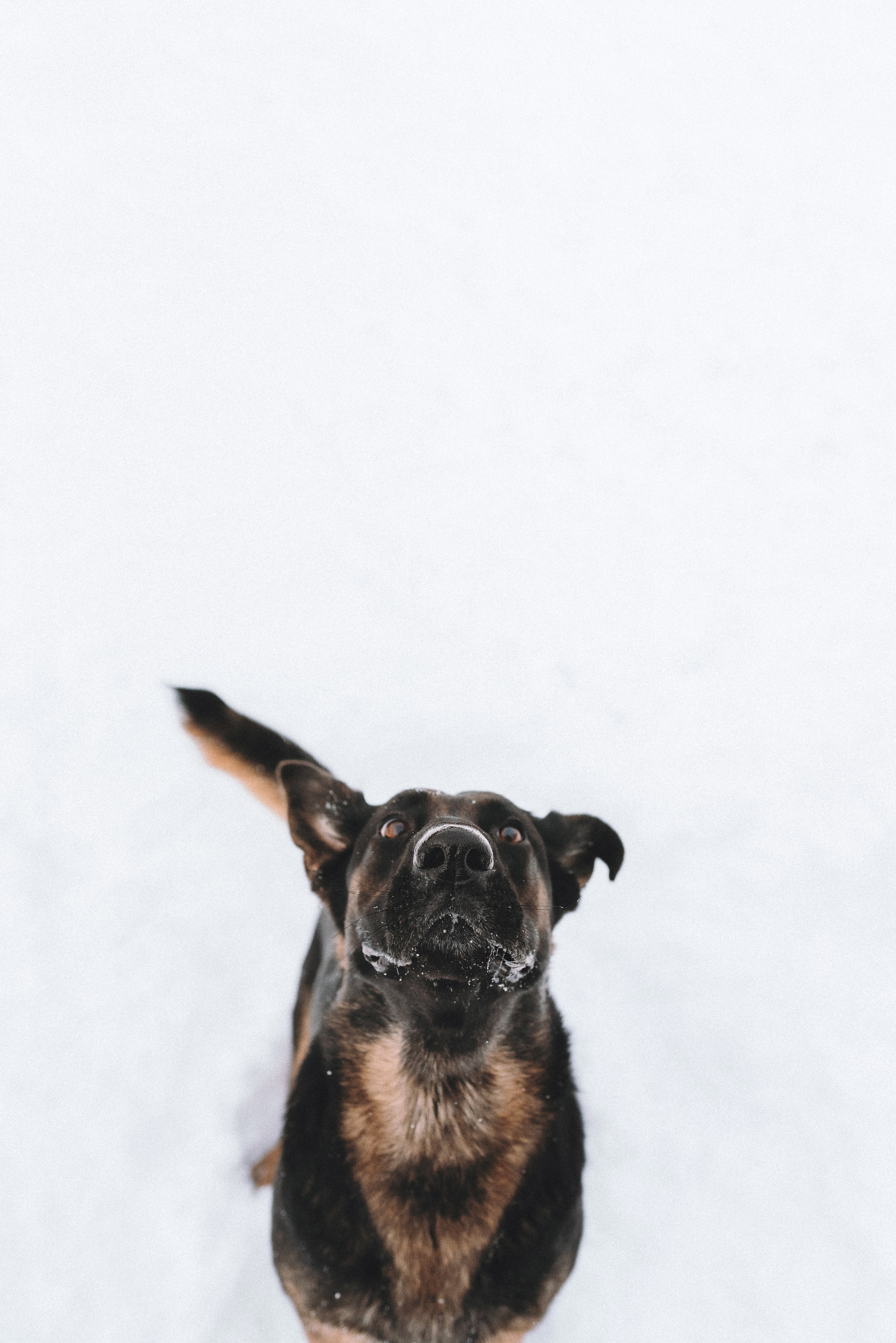 Оля, Делфи, Жара, Вита и Гранд. Фотограф анималист Осипчикова Мария