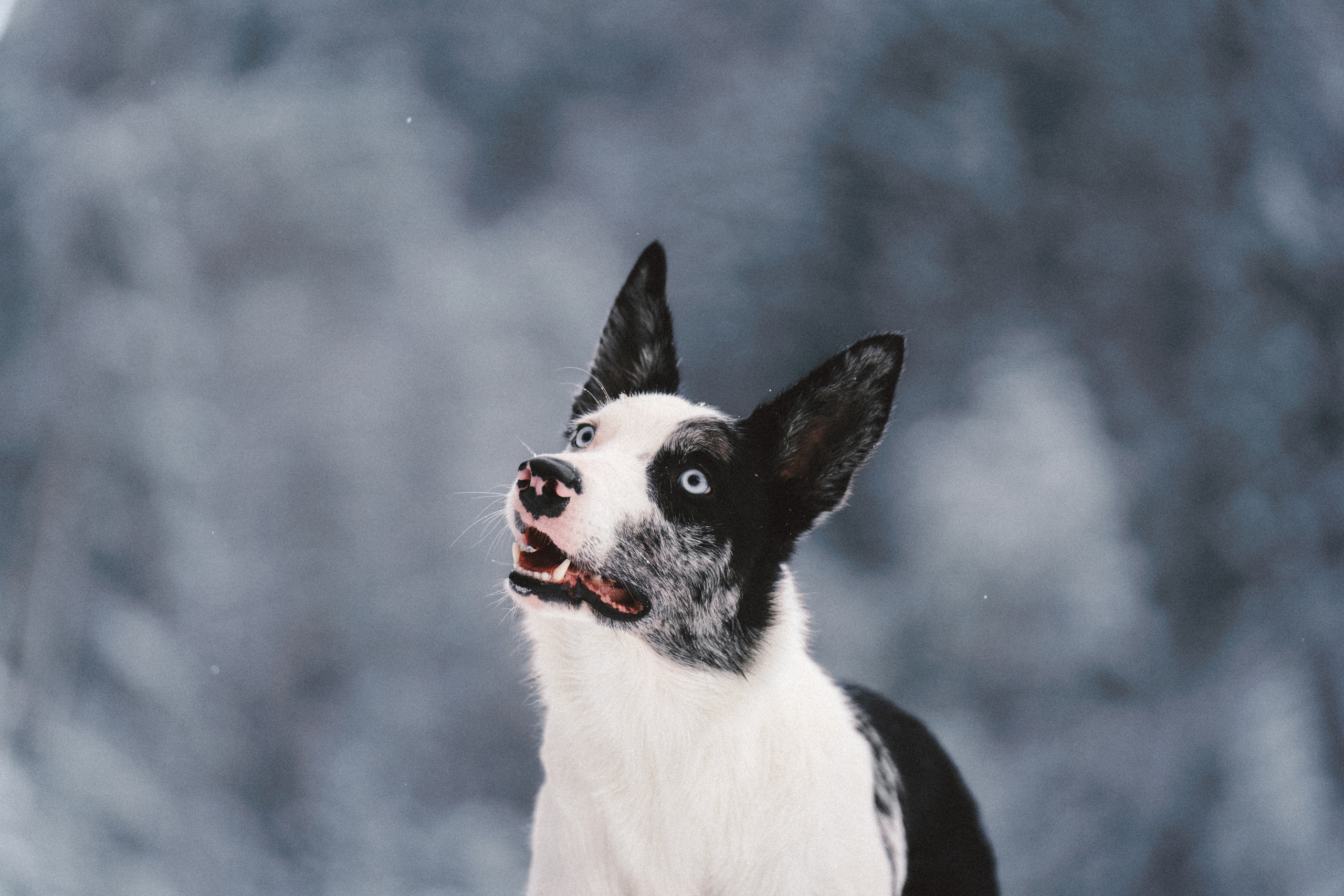 Лиля и Снейп. Фотограф анималист Осипчикова Мария