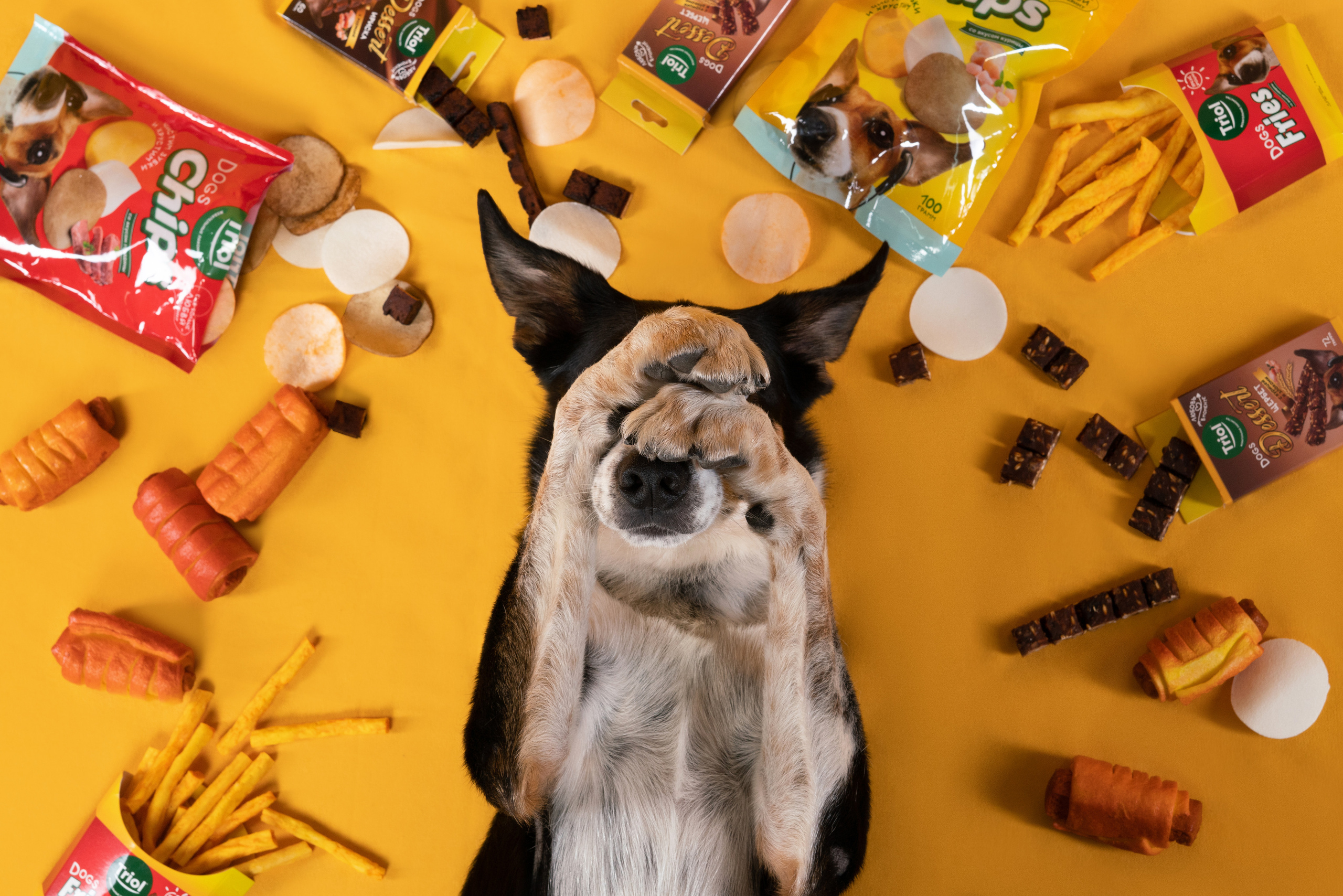 Лакомства. Фотограф анималист Осипчикова Мария