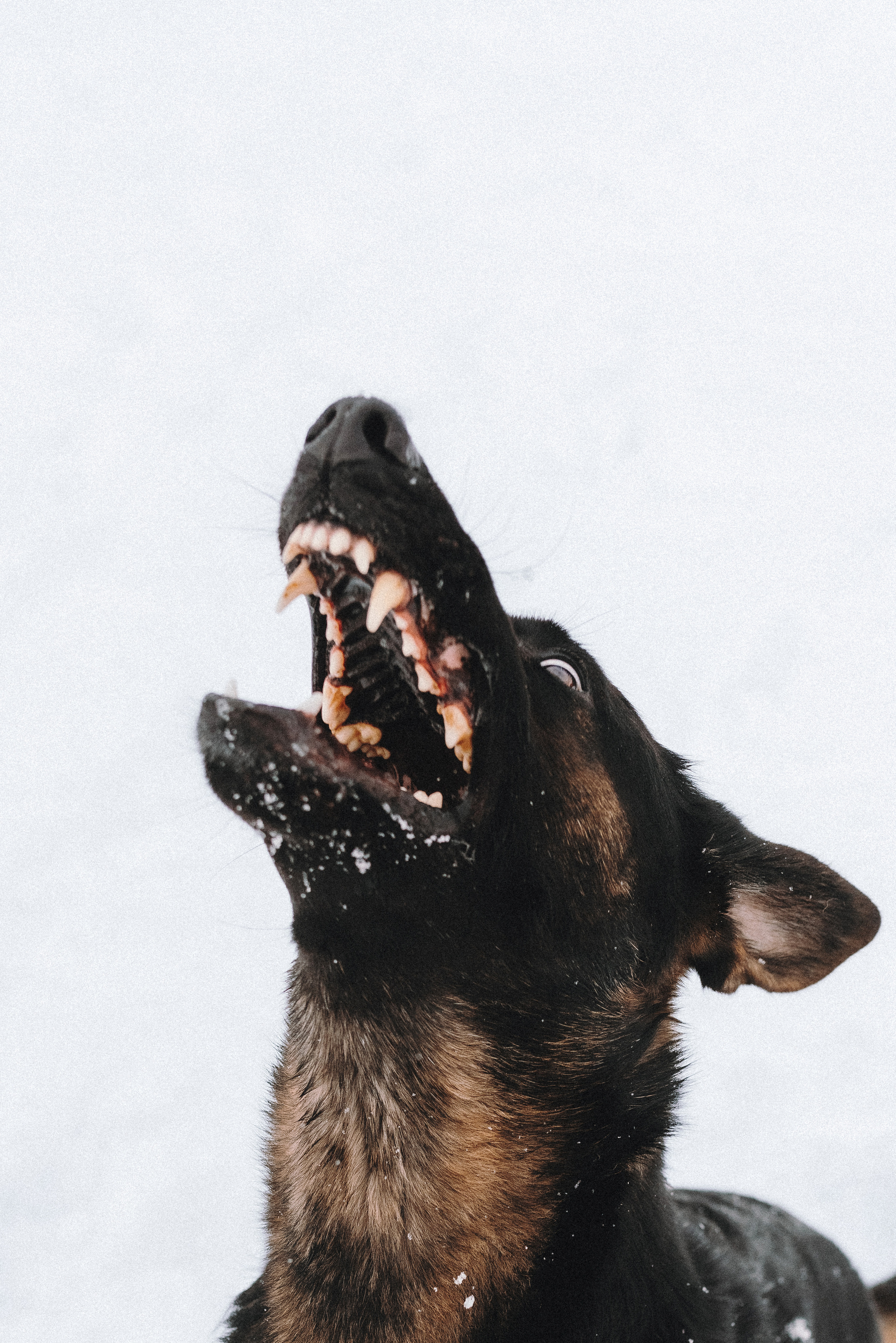 Оля, Делфи, Жара, Вита и Гранд. Фотограф анималист Осипчикова Мария