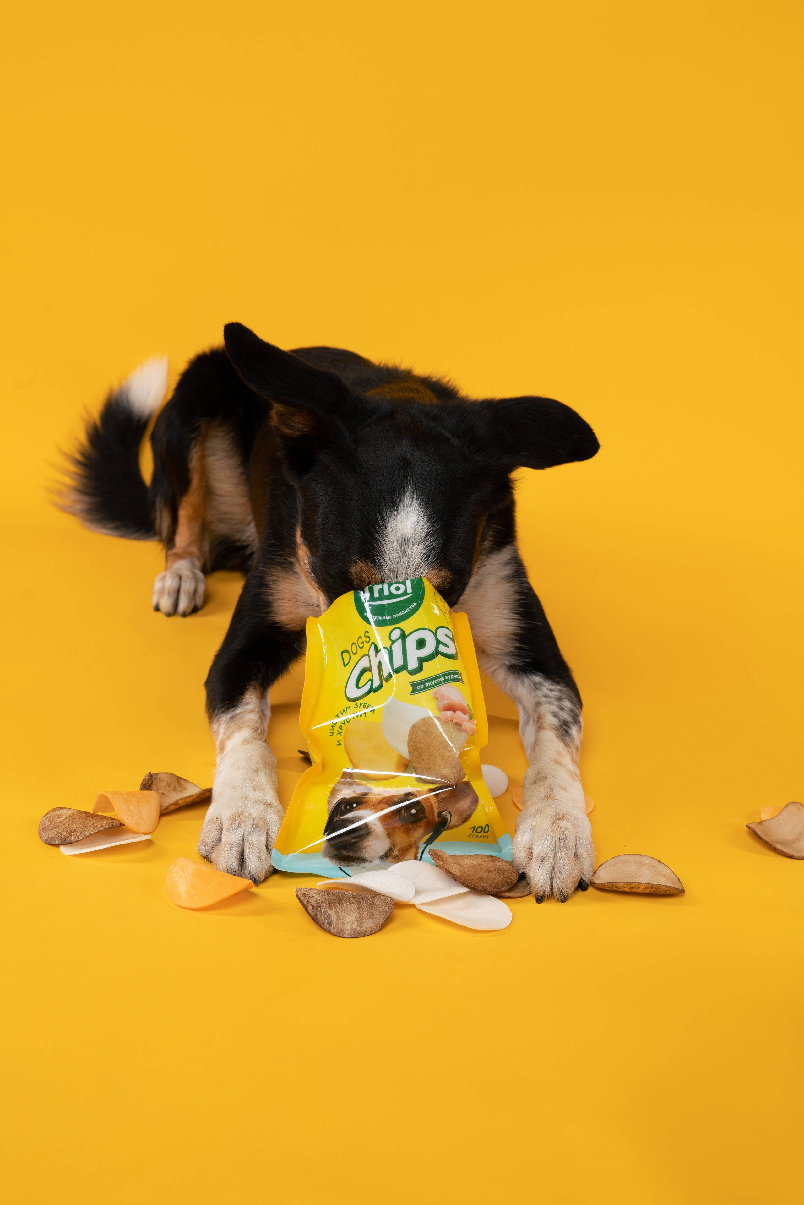 Лакомства. Фотограф анималист Осипчикова Мария