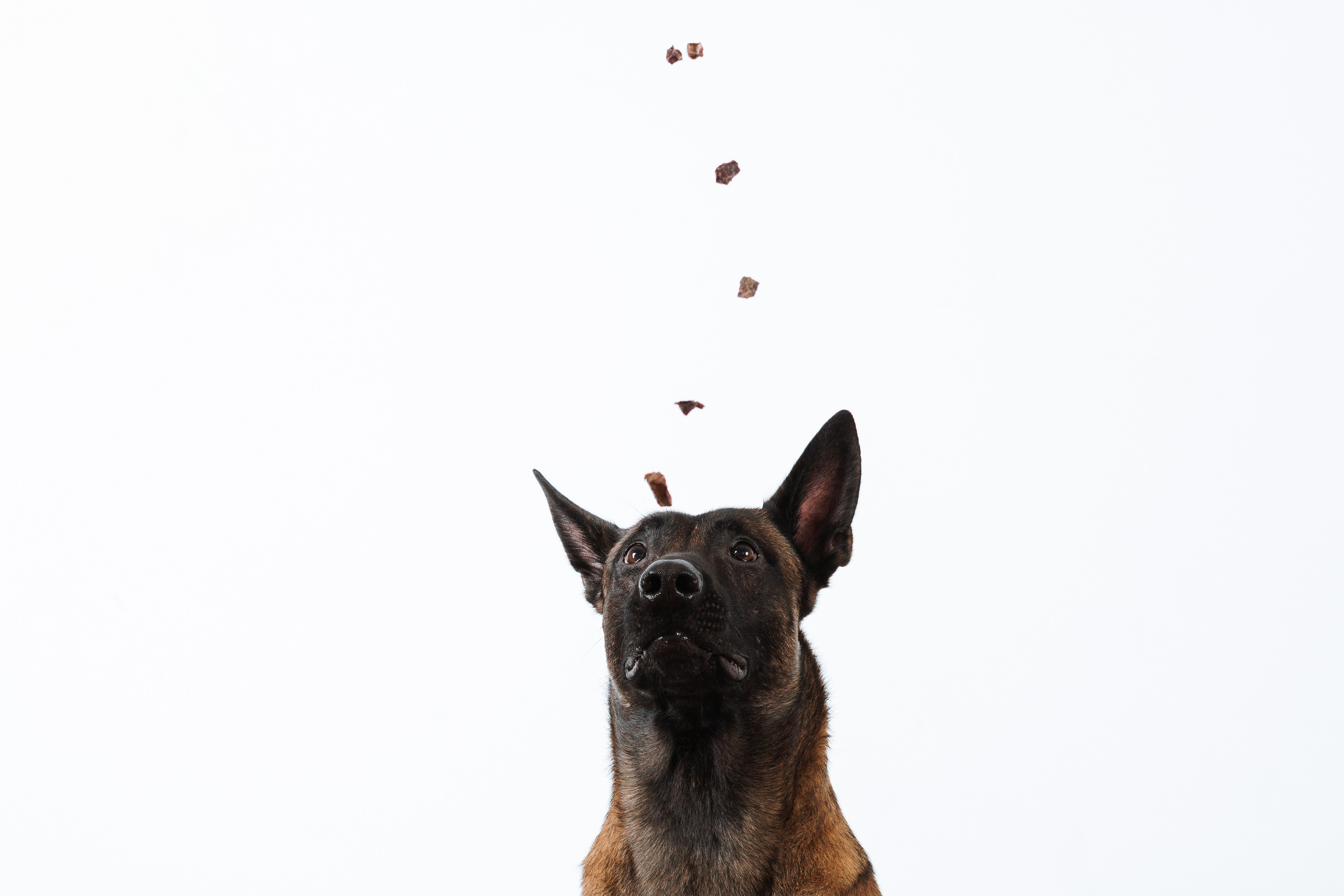 Сушенные лакомства. Фотограф анималист Осипчикова Мария