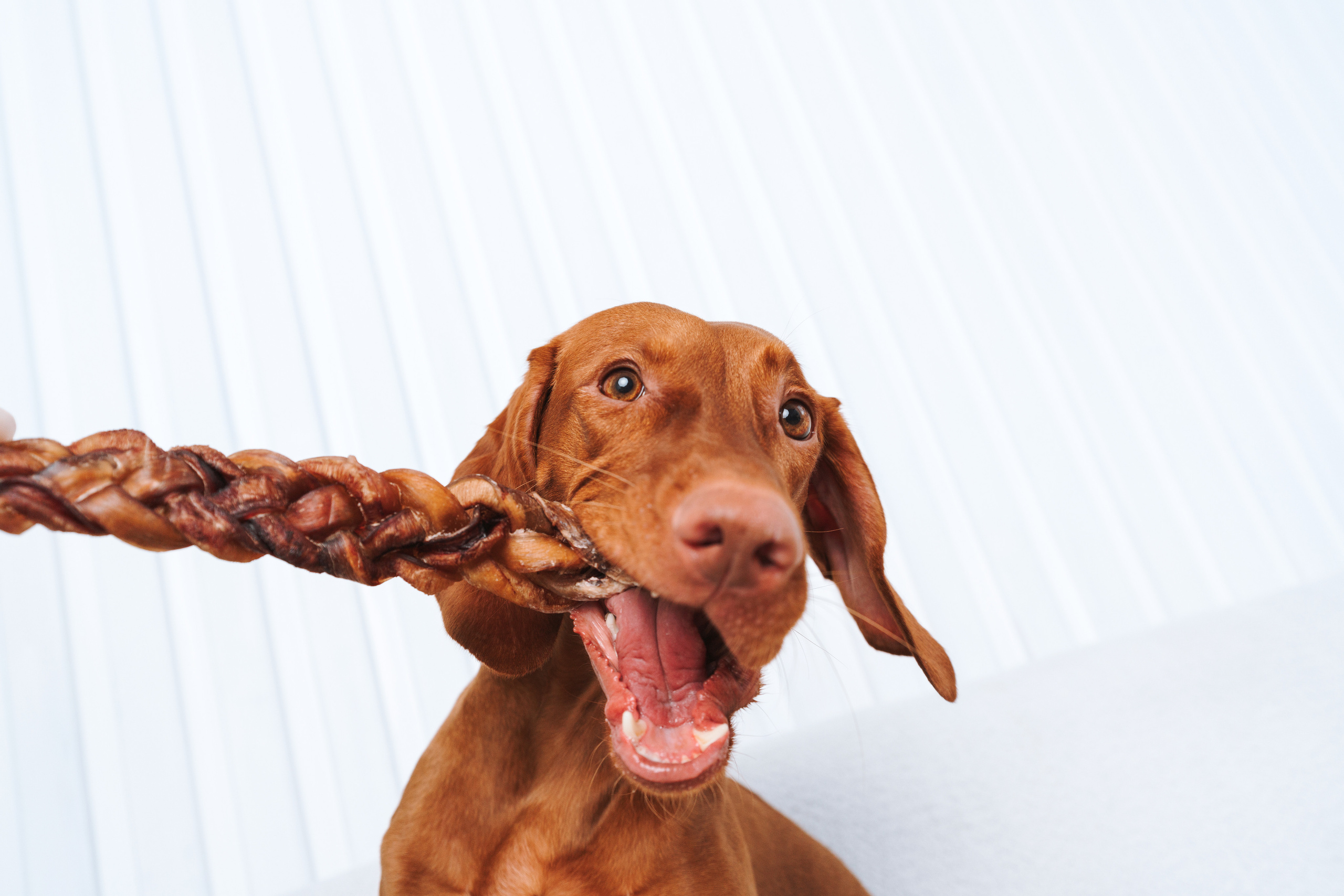 Сушенные лакомства. Фотограф анималист Осипчикова Мария
