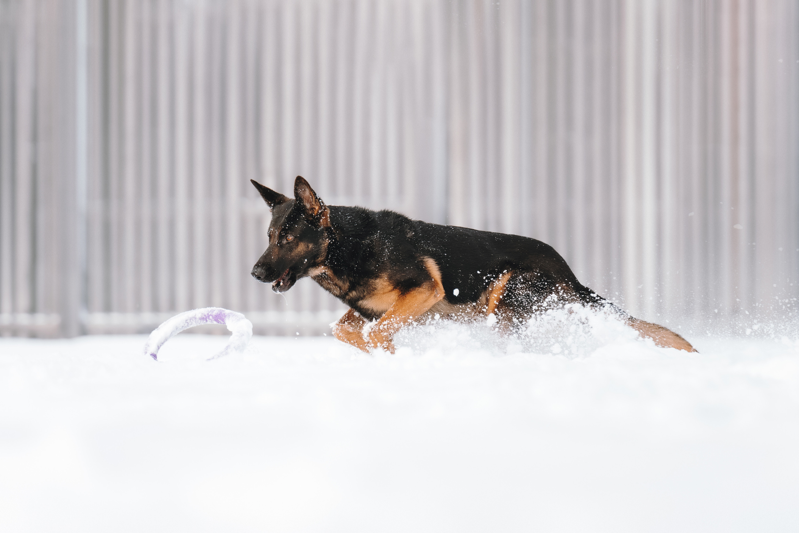 Оля, Делфи, Жара, Вита и Гранд. Фотограф анималист Осипчикова Мария