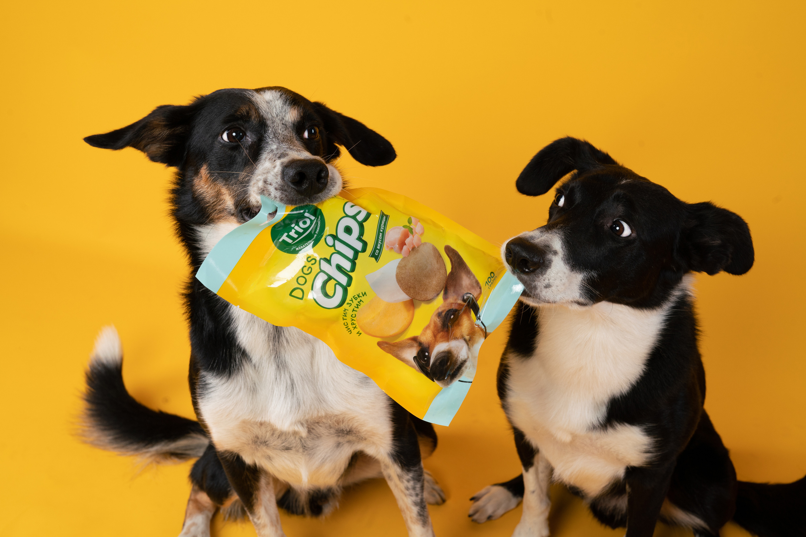 Лакомства. Фотограф анималист Осипчикова Мария