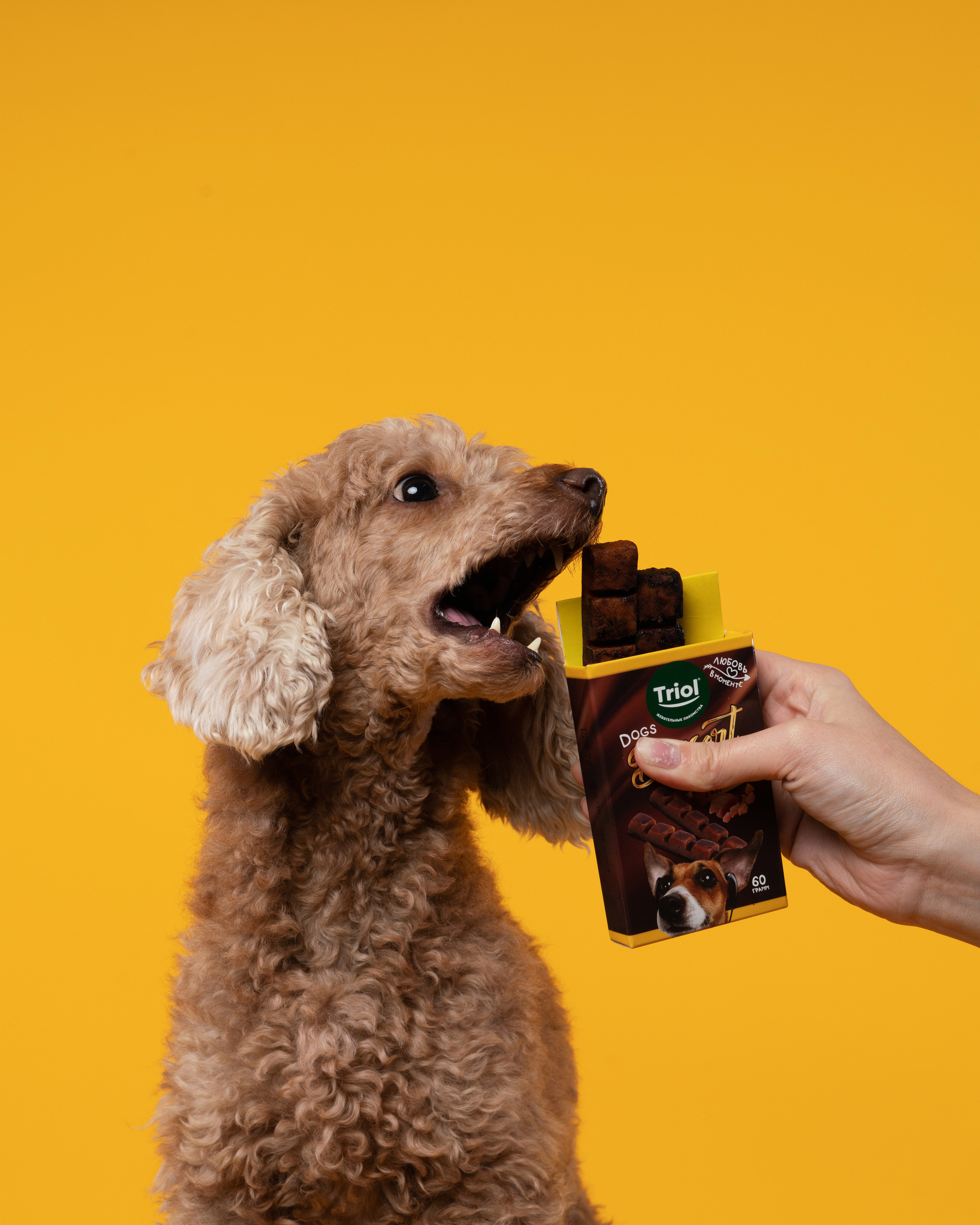 Лакомства. Фотограф анималист Осипчикова Мария