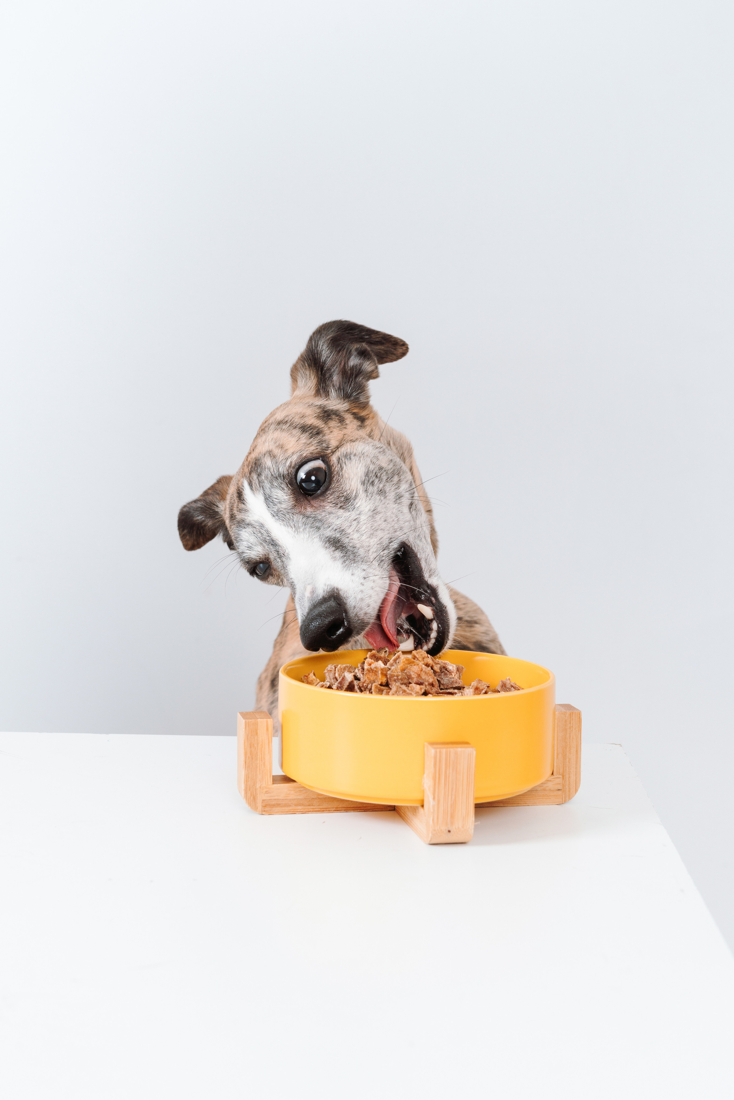 Сушенные лакомства. Фотограф анималист Осипчикова Мария