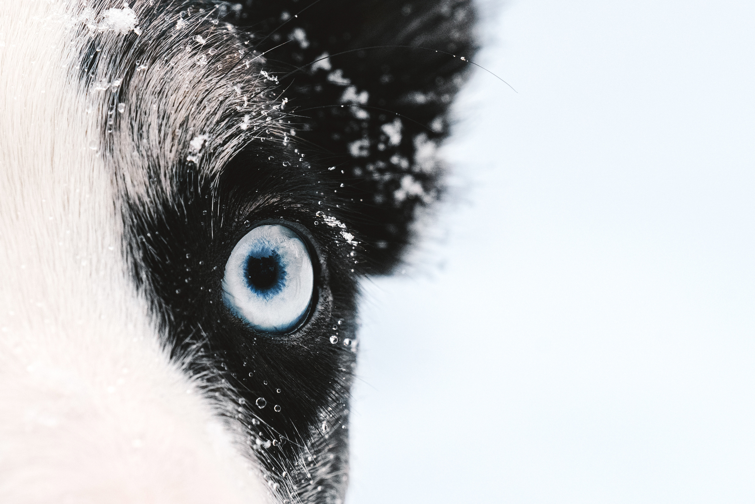 Лиля и Снейп. Фотограф анималист Осипчикова Мария