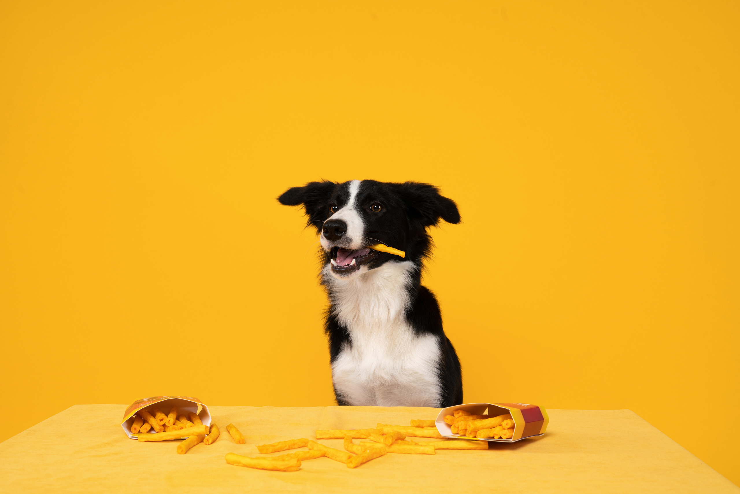 Лакомства. Фотограф анималист Осипчикова Мария