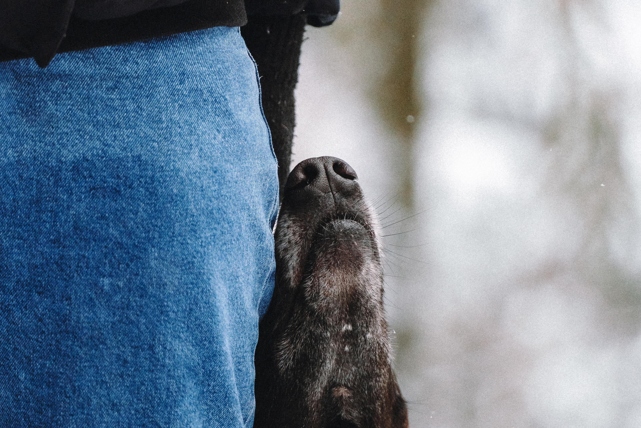 Оля, Делфи, Жара, Вита и Гранд. Фотограф анималист Осипчикова Мария