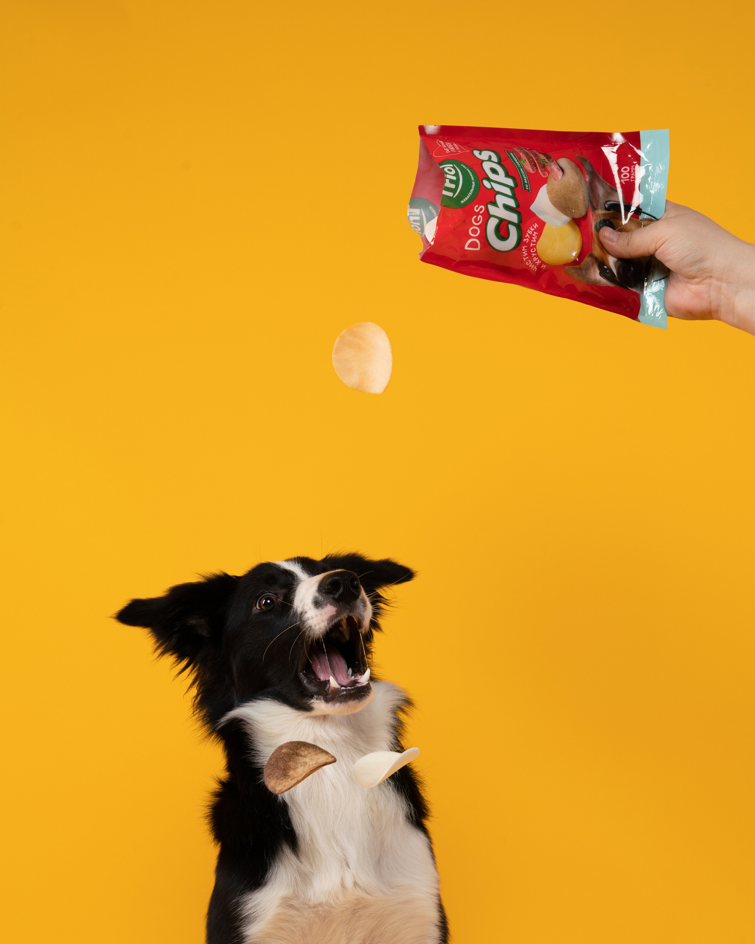 Лакомства. Фотограф анималист Осипчикова Мария