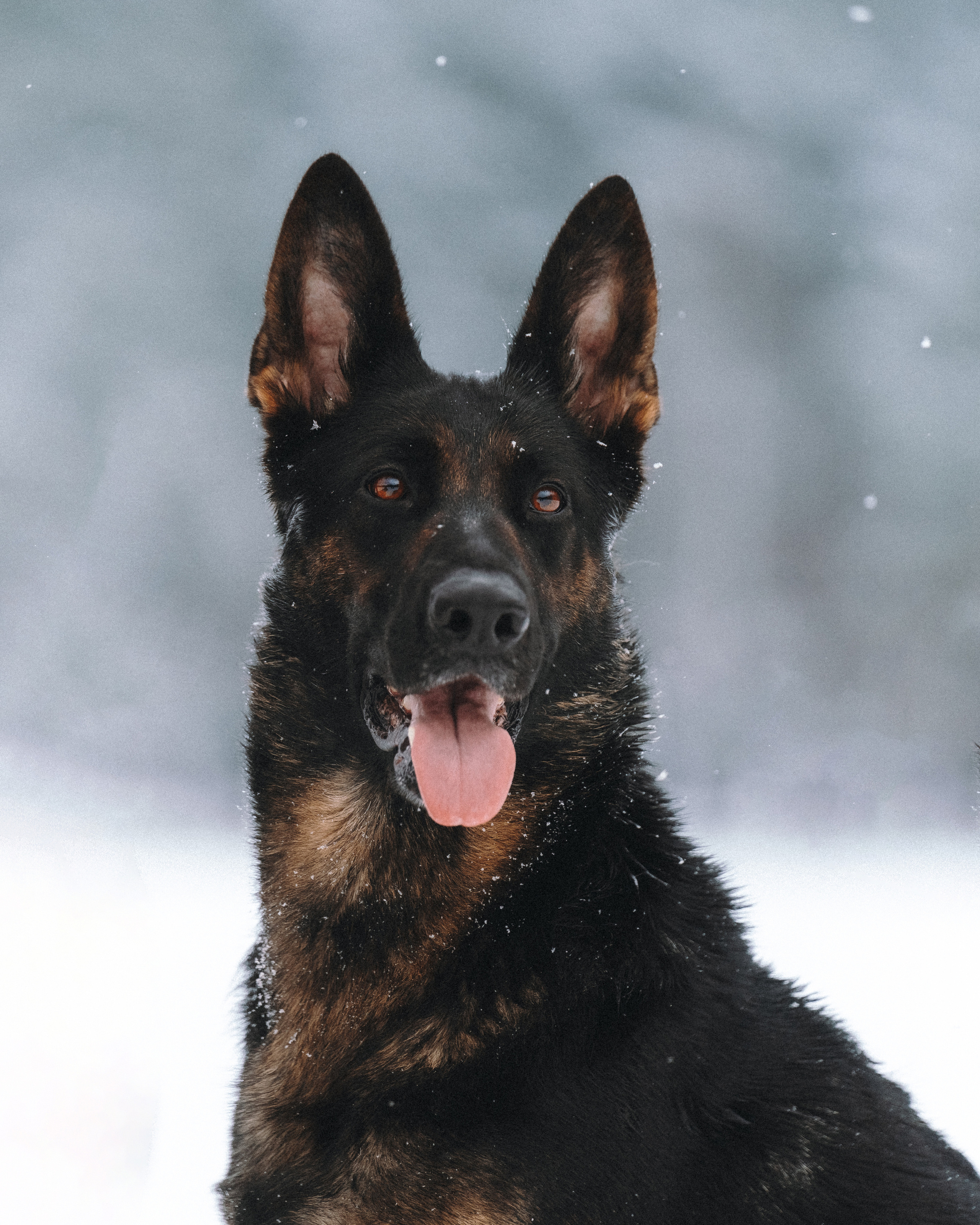 Оля, Делфи, Жара, Вита и Гранд. Фотограф анималист Осипчикова Мария