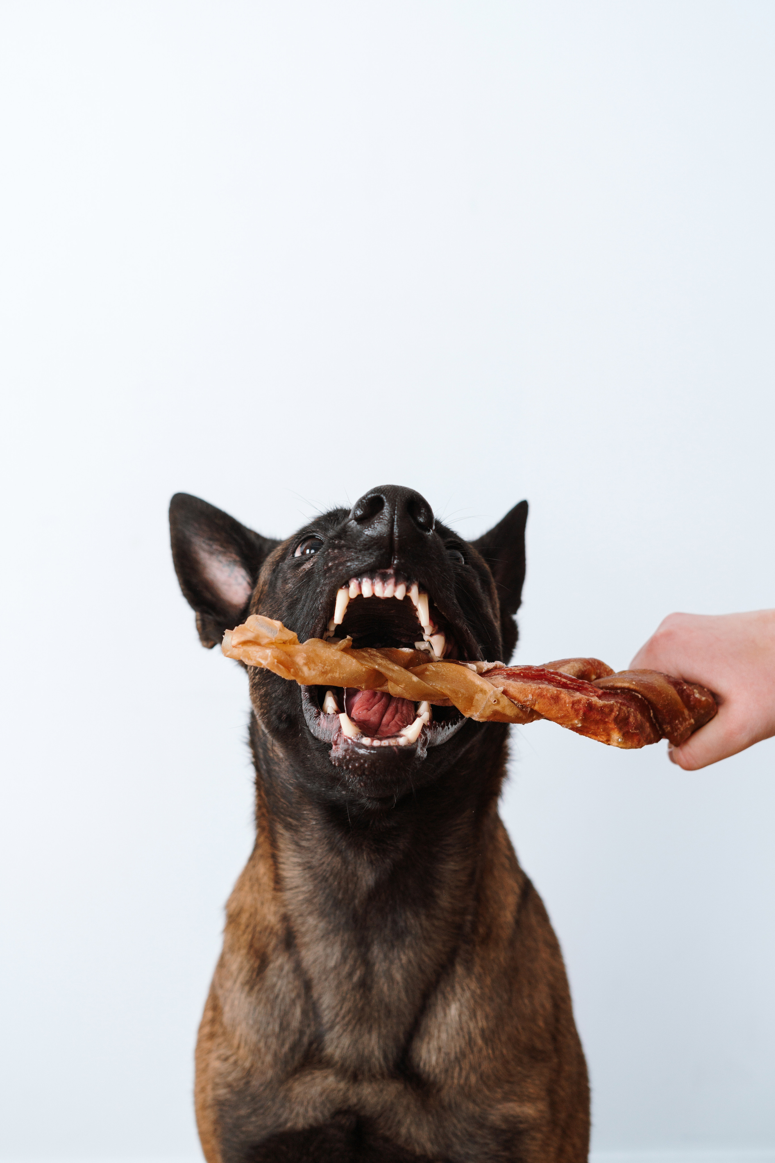 Сушенные лакомства. Фотограф анималист Осипчикова Мария