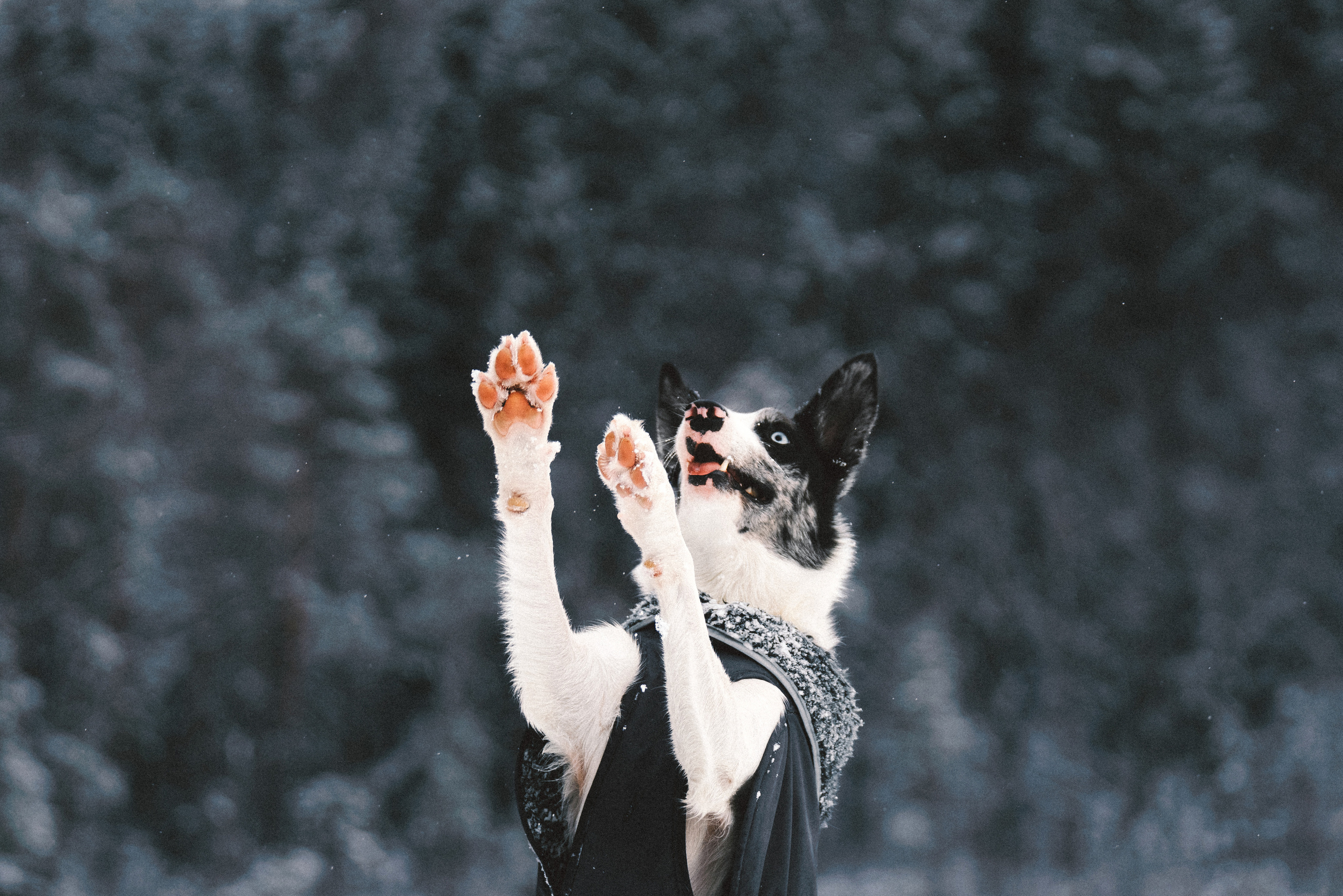 Лиля и Снейп. Фотограф анималист Осипчикова Мария