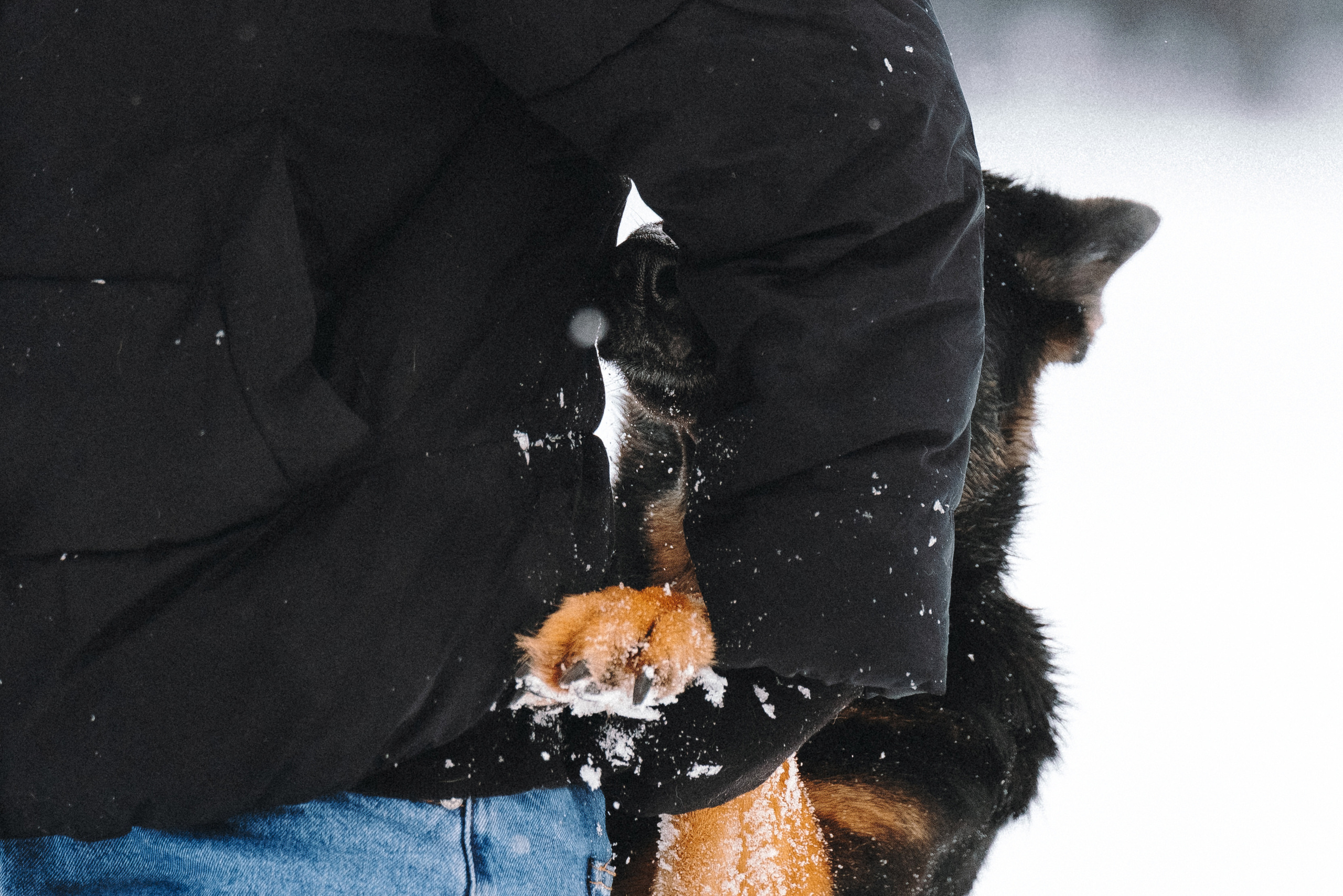 Оля, Делфи, Жара, Вита и Гранд. Фотограф анималист Осипчикова Мария