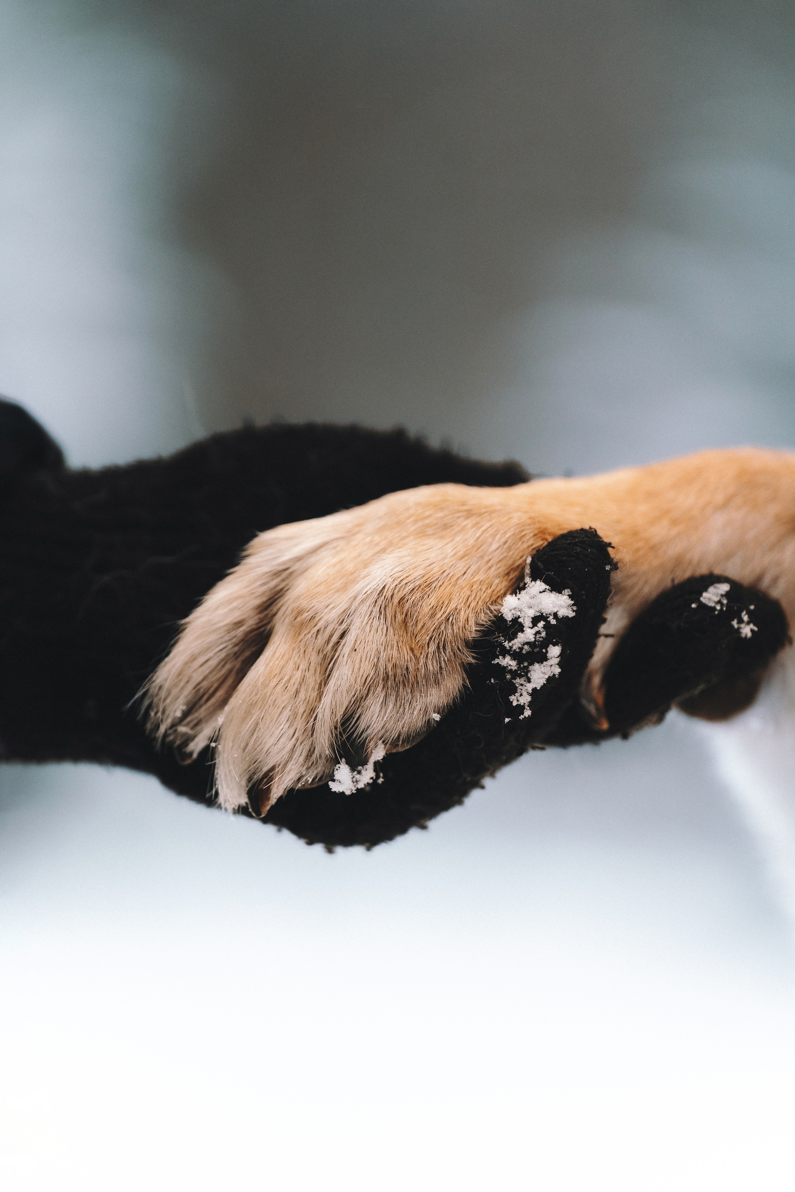 Оля, Делфи, Жара, Вита и Гранд. Фотограф анималист Осипчикова Мария