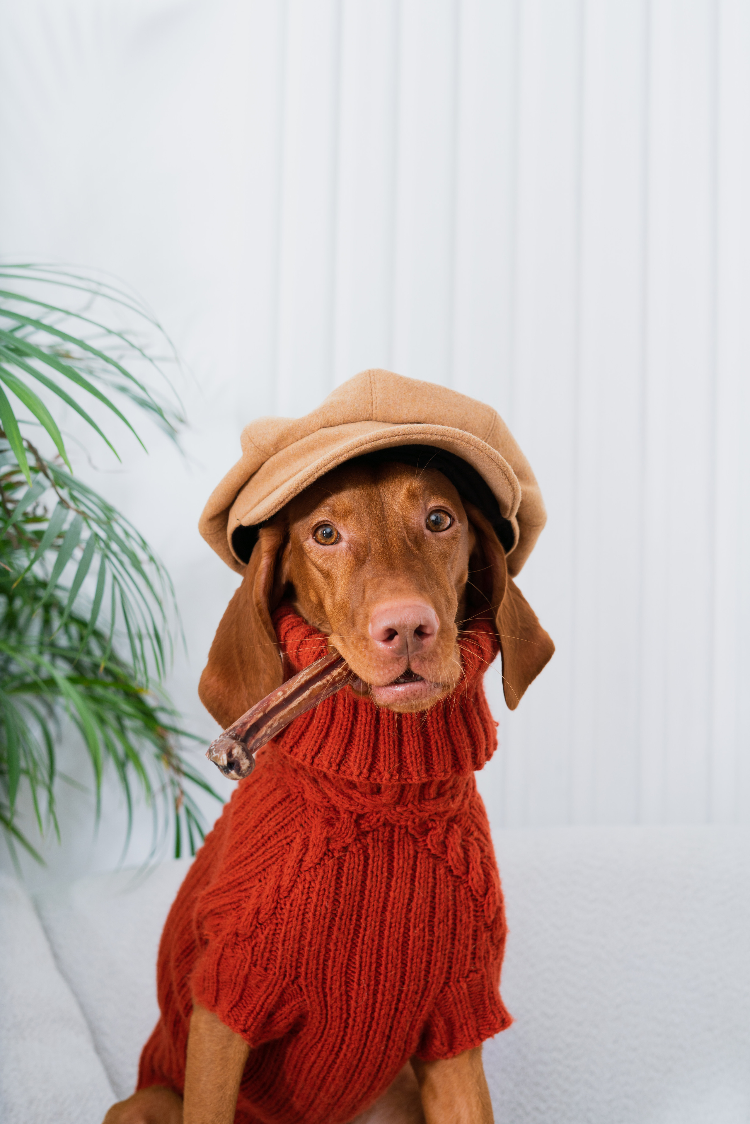 Сушенные лакомства. Фотограф анималист Осипчикова Мария