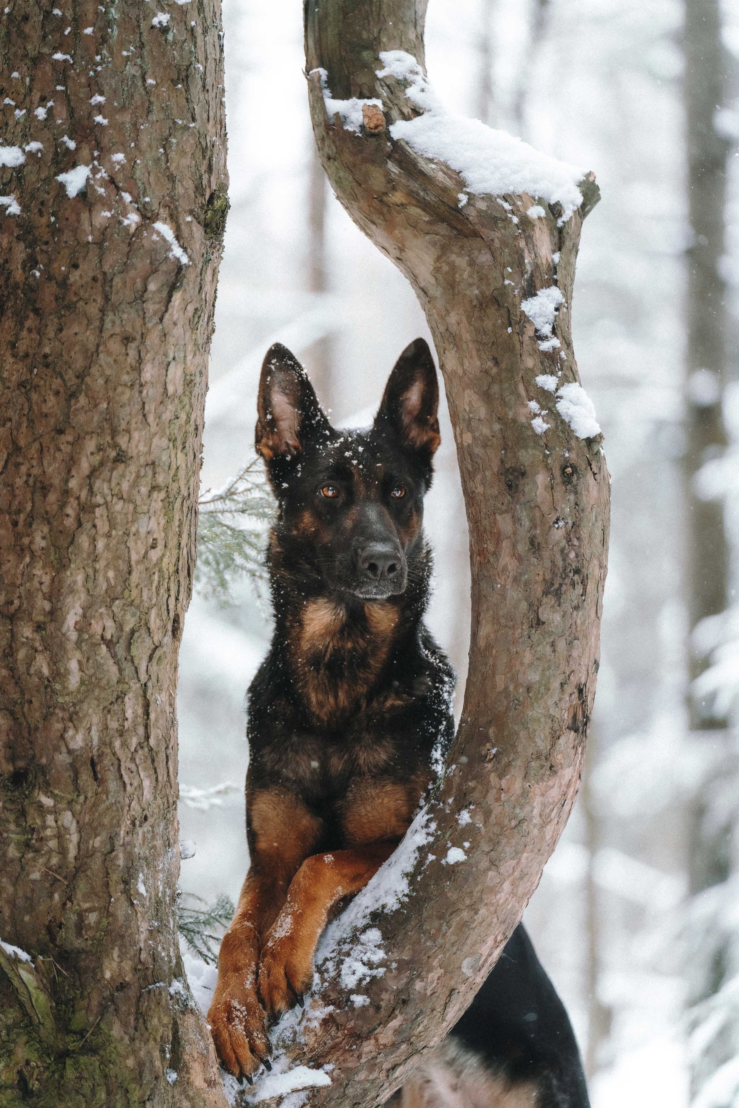 Оля, Делфи, Жара, Вита и Гранд. Фотограф анималист Осипчикова Мария