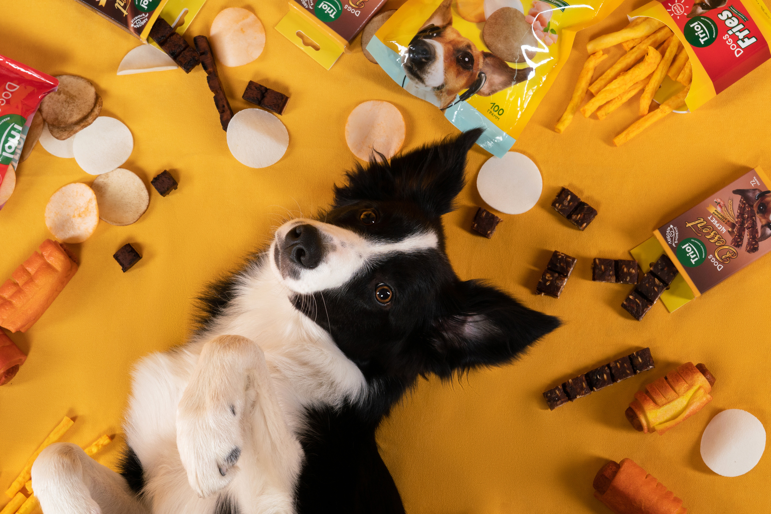 Лакомства. Фотограф анималист Осипчикова Мария