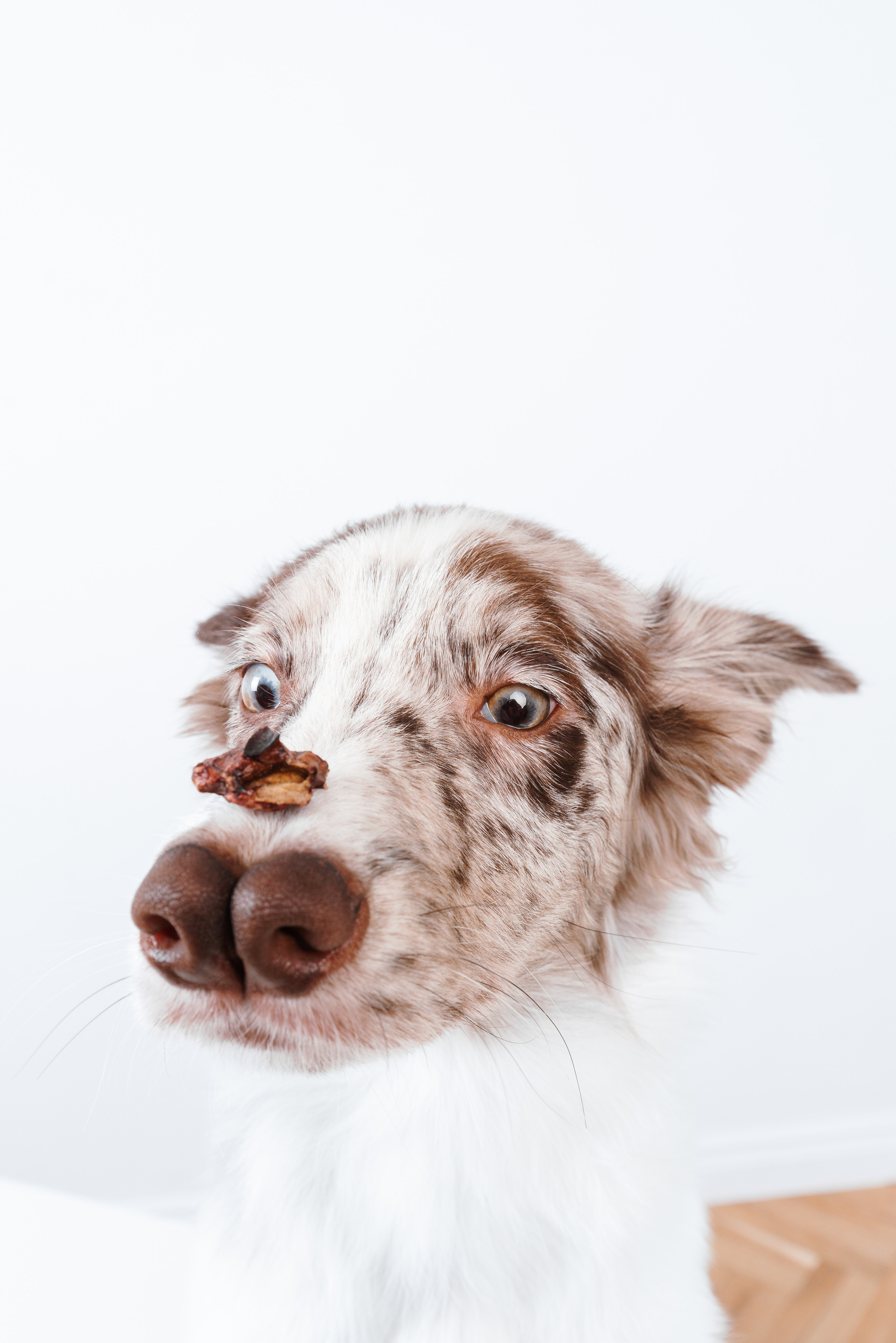 Сушенные лакомства. Фотограф анималист Осипчикова Мария