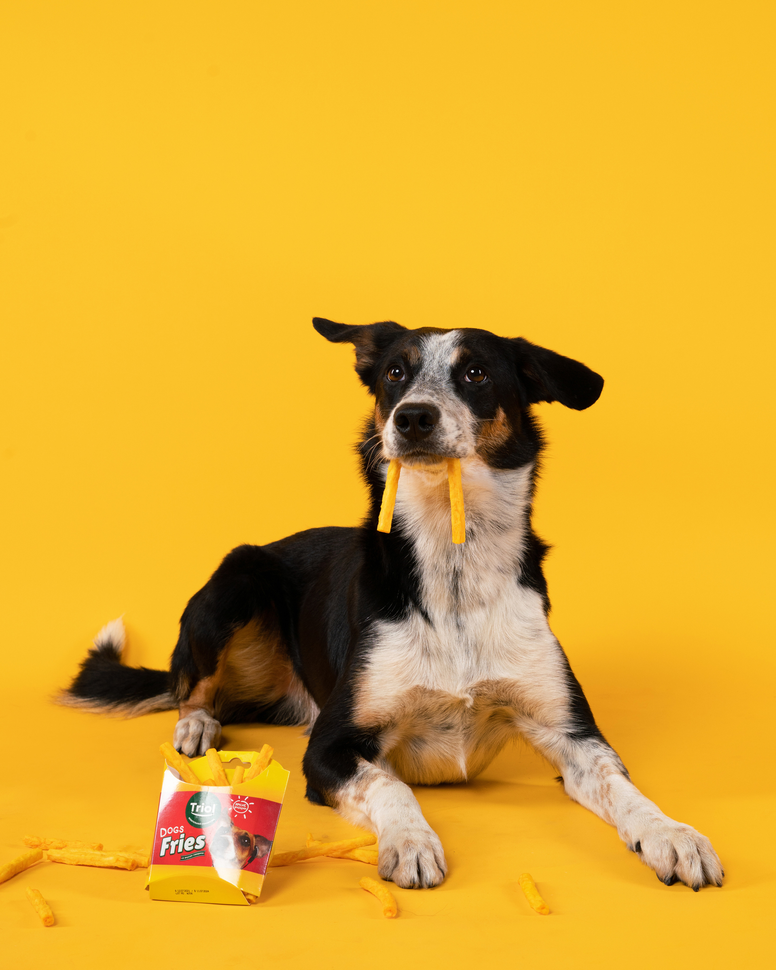 Лакомства. Фотограф анималист Осипчикова Мария