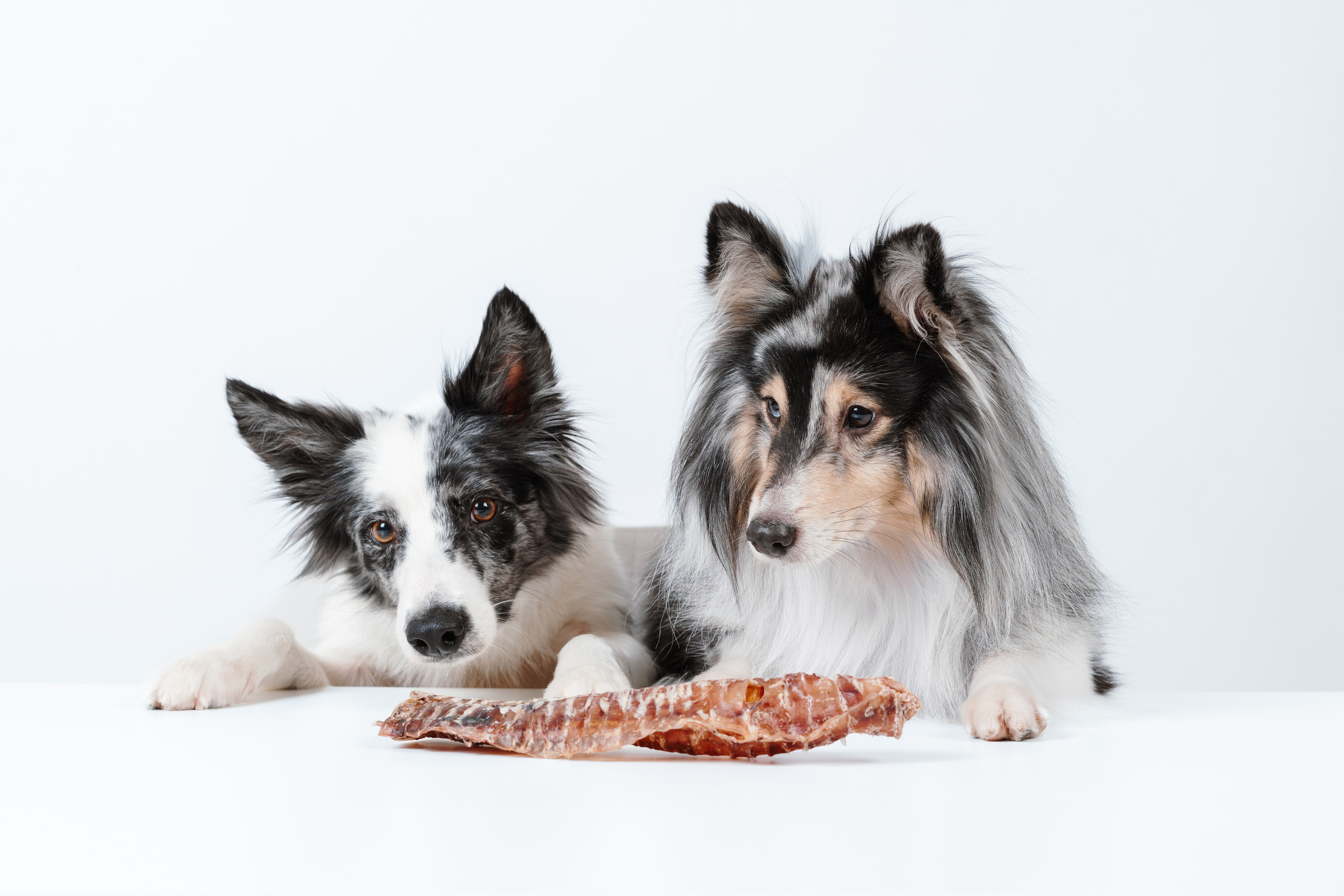 Сушенные лакомства. Фотограф анималист Осипчикова Мария