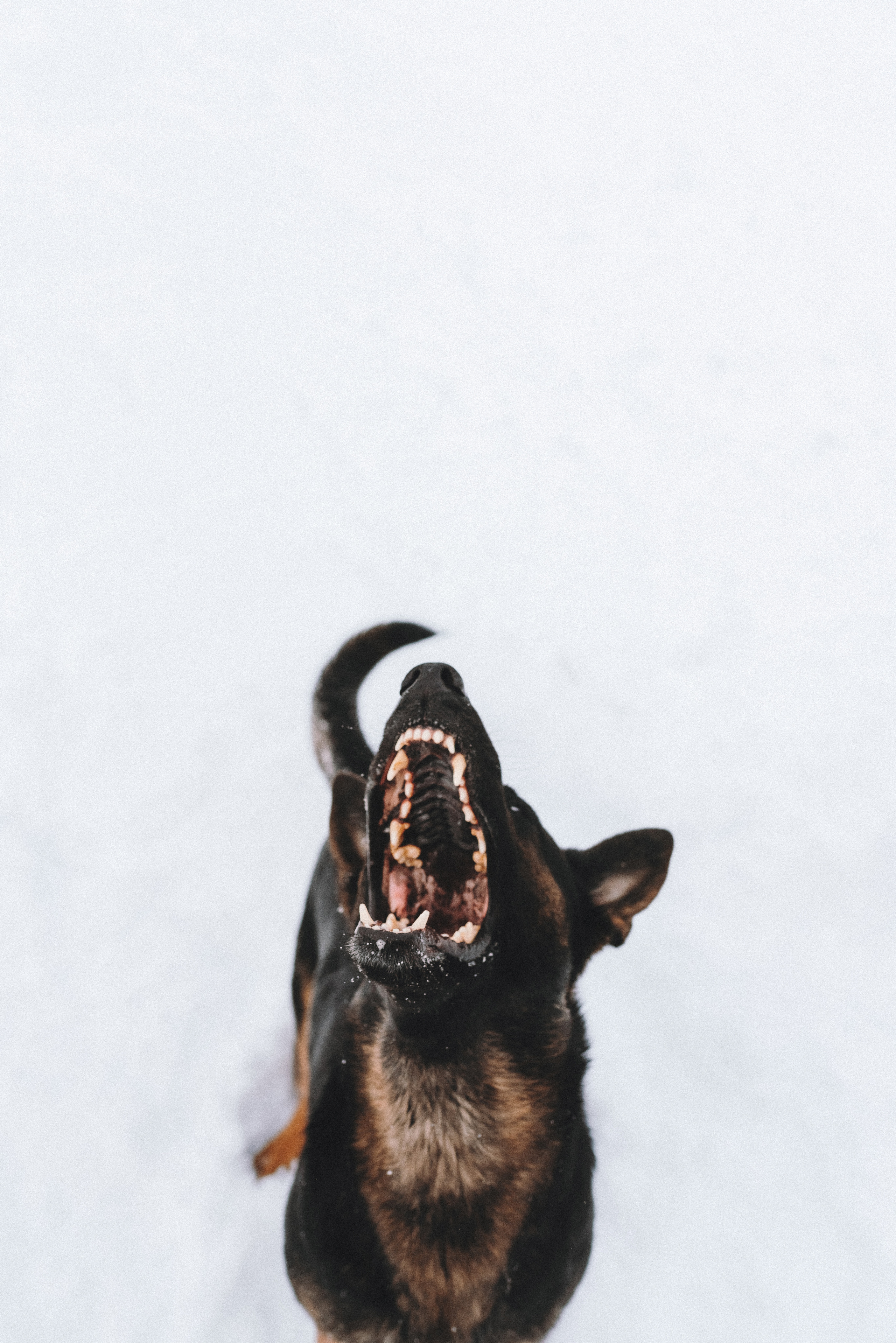 Оля, Делфи, Жара, Вита и Гранд. Фотограф анималист Осипчикова Мария