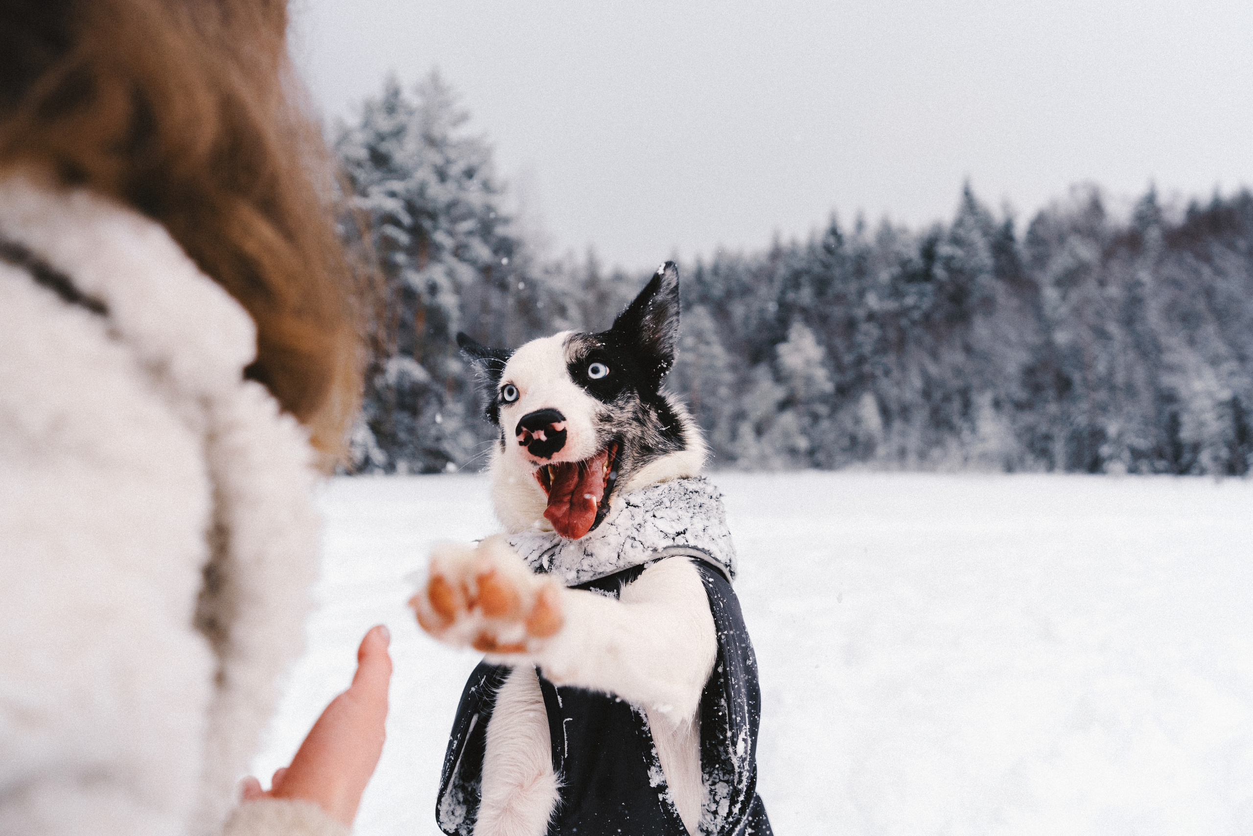 Лиля и Снейп. Фотограф анималист Осипчикова Мария