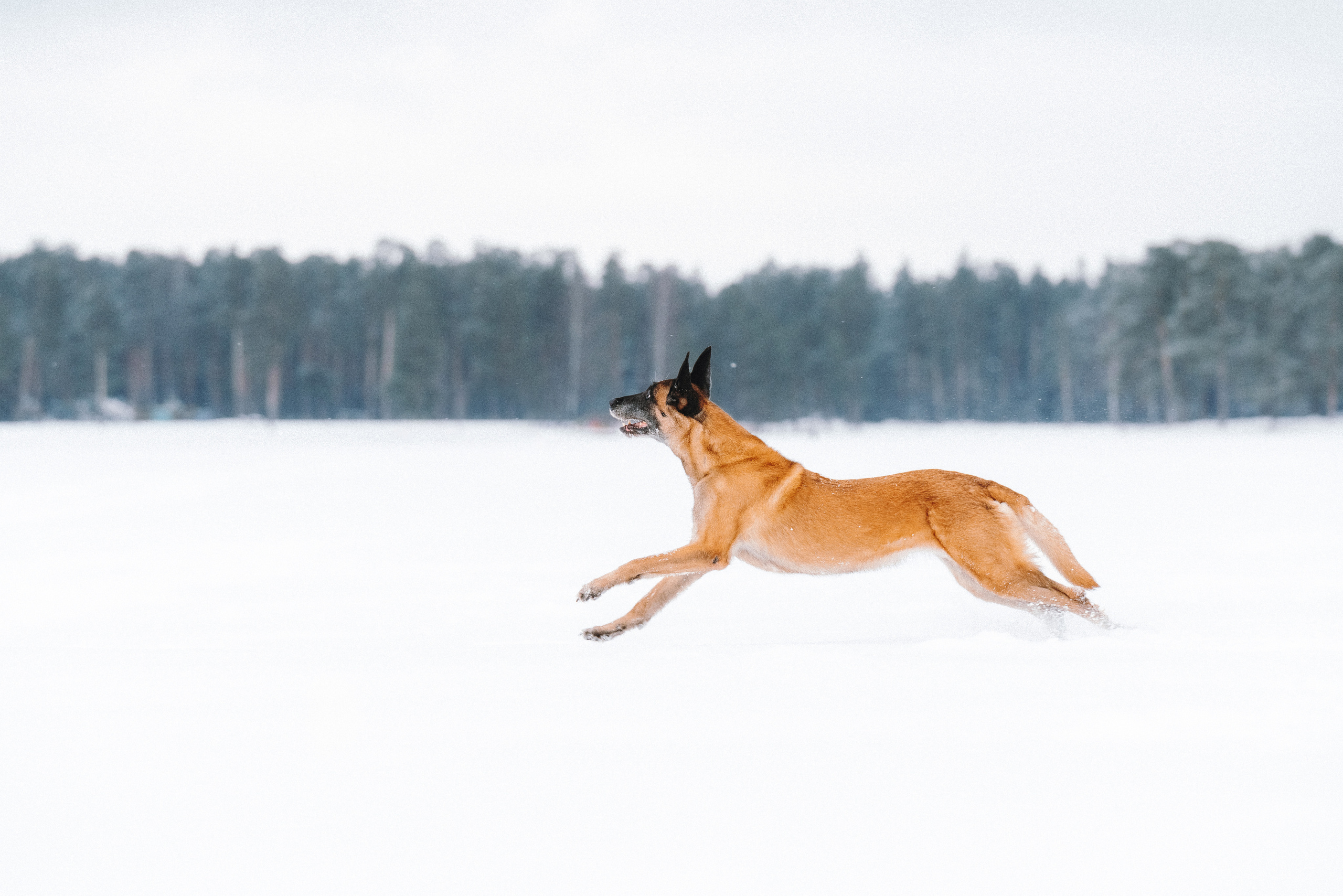 Оля, Делфи, Жара, Вита и Гранд. Фотограф анималист Осипчикова Мария