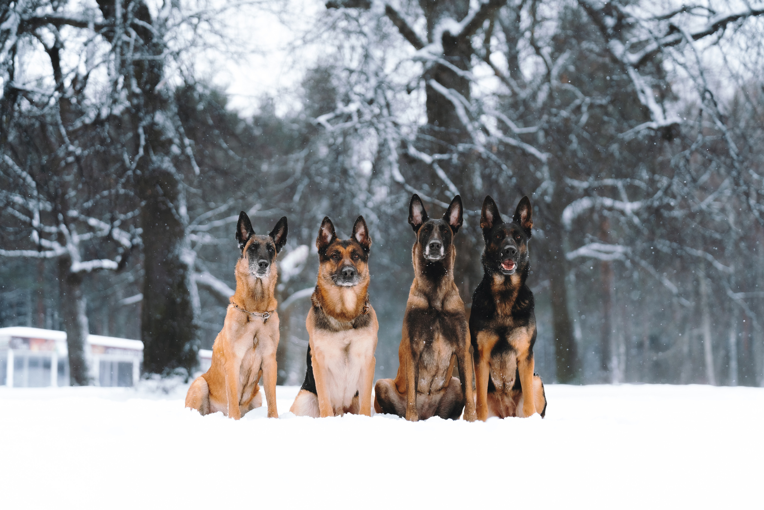 Оля, Делфи, Жара, Вита и Гранд. Фотограф анималист Осипчикова Мария