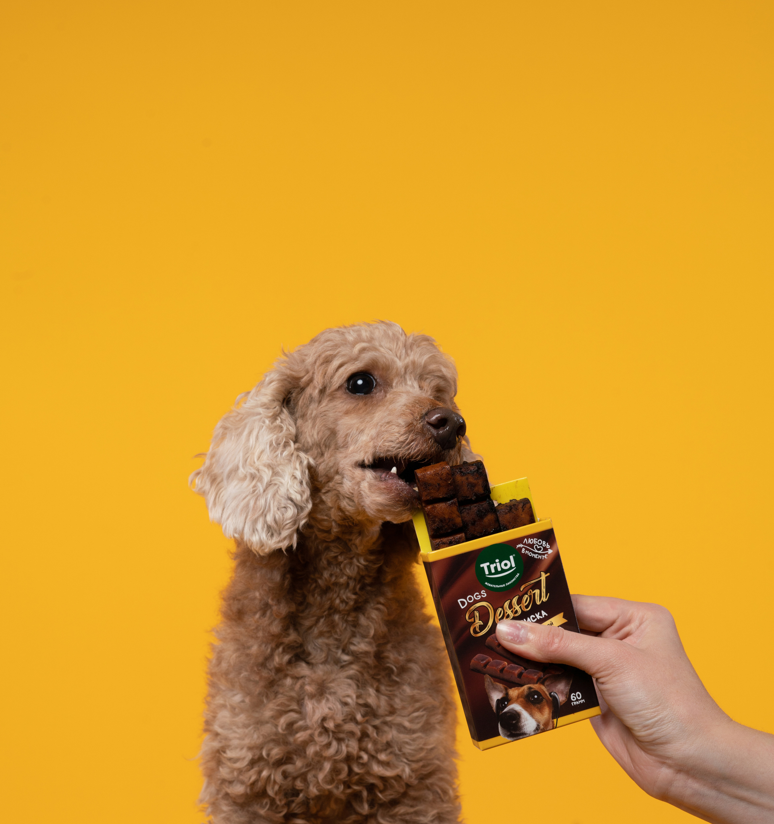 Лакомства. Фотограф анималист Осипчикова Мария