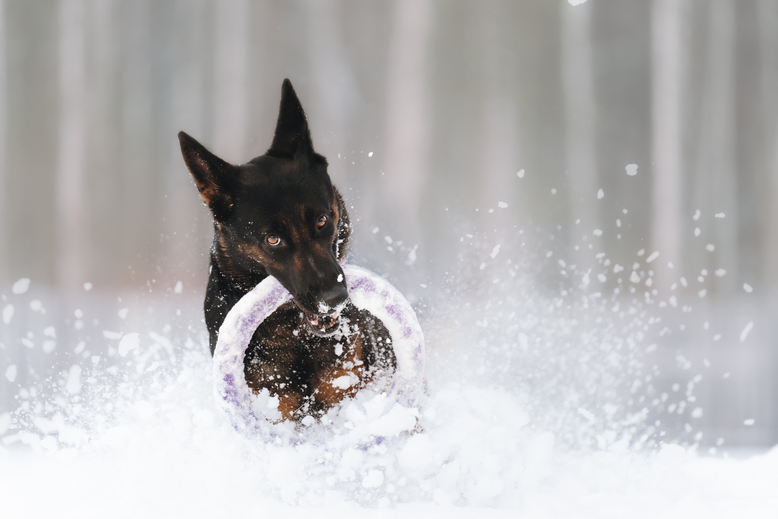 Оля, Делфи, Жара, Вита и Гранд. Фотограф анималист Осипчикова Мария