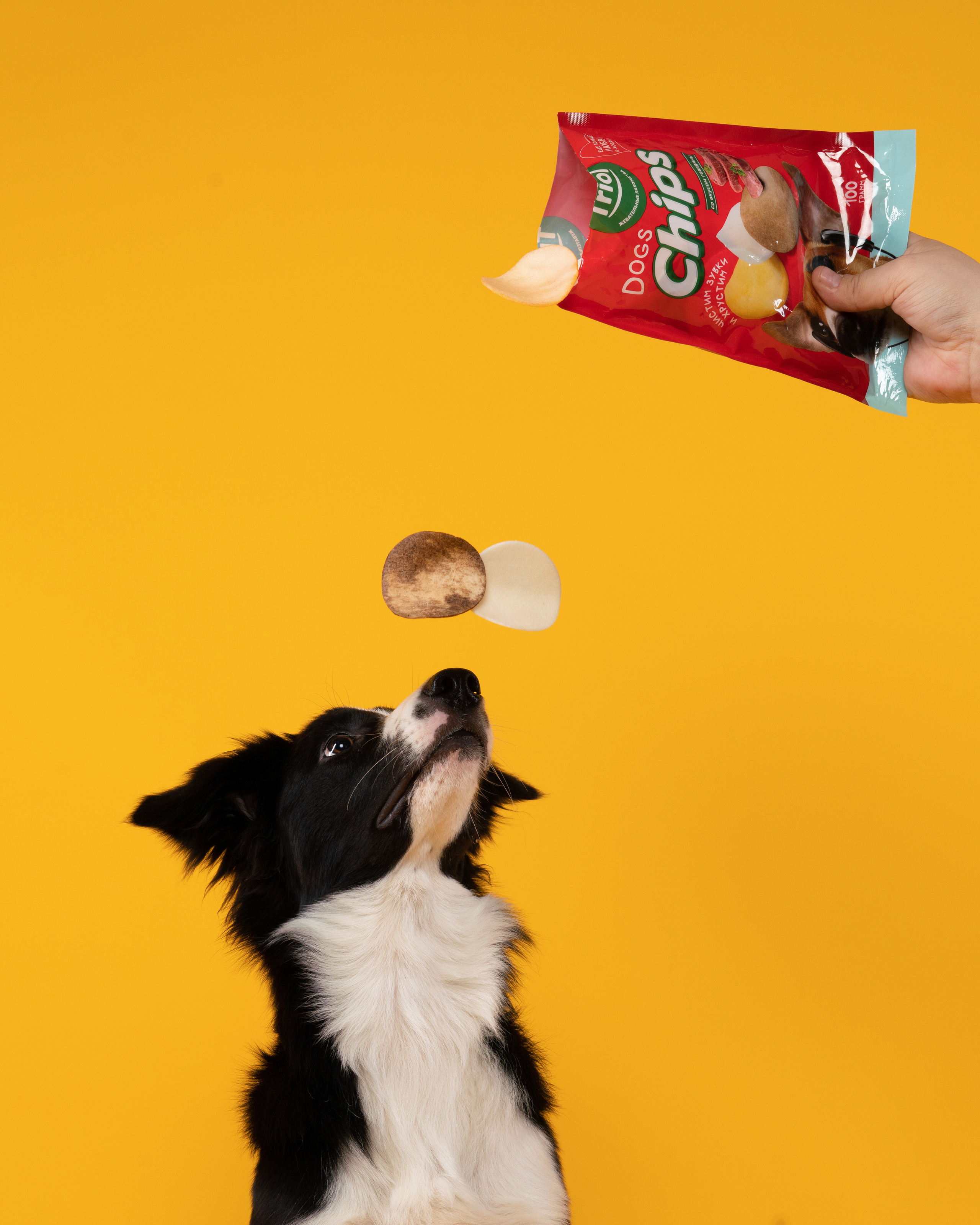 Лакомства. Фотограф анималист Осипчикова Мария